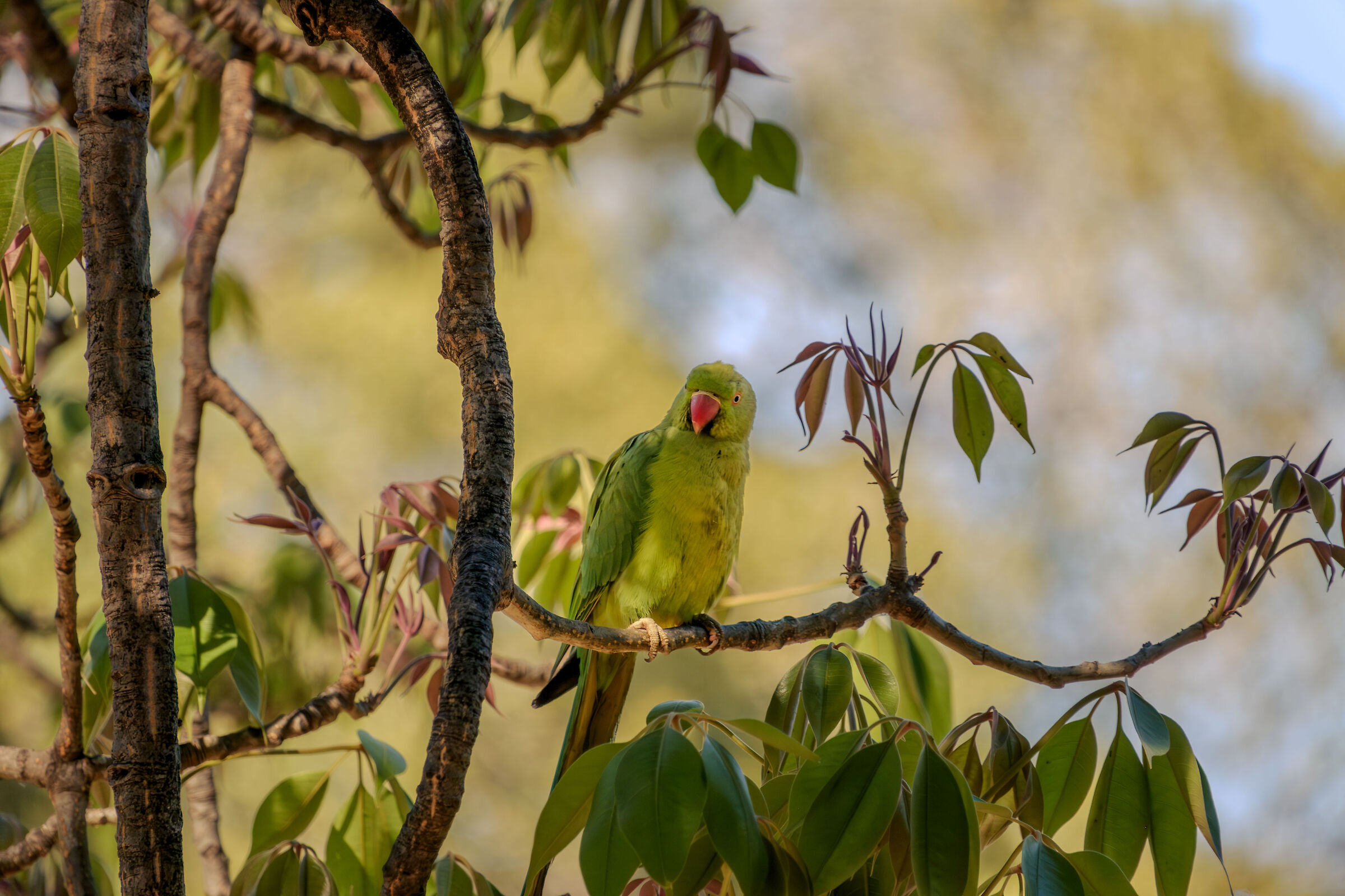 Parrocchetto all'orto botanico