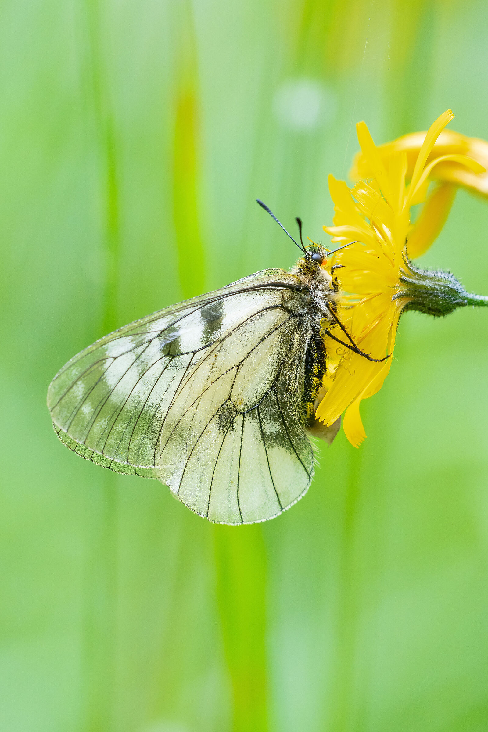Parnassius mnemosyne