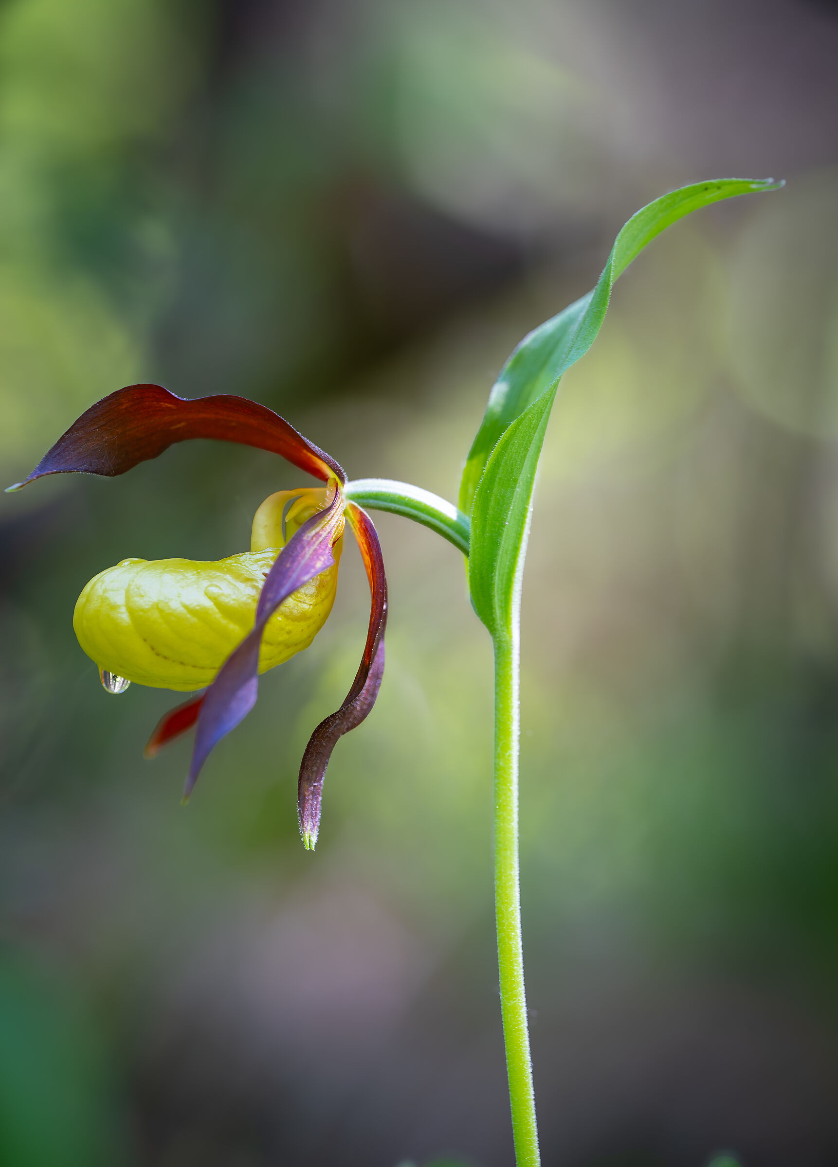 Undergrowth