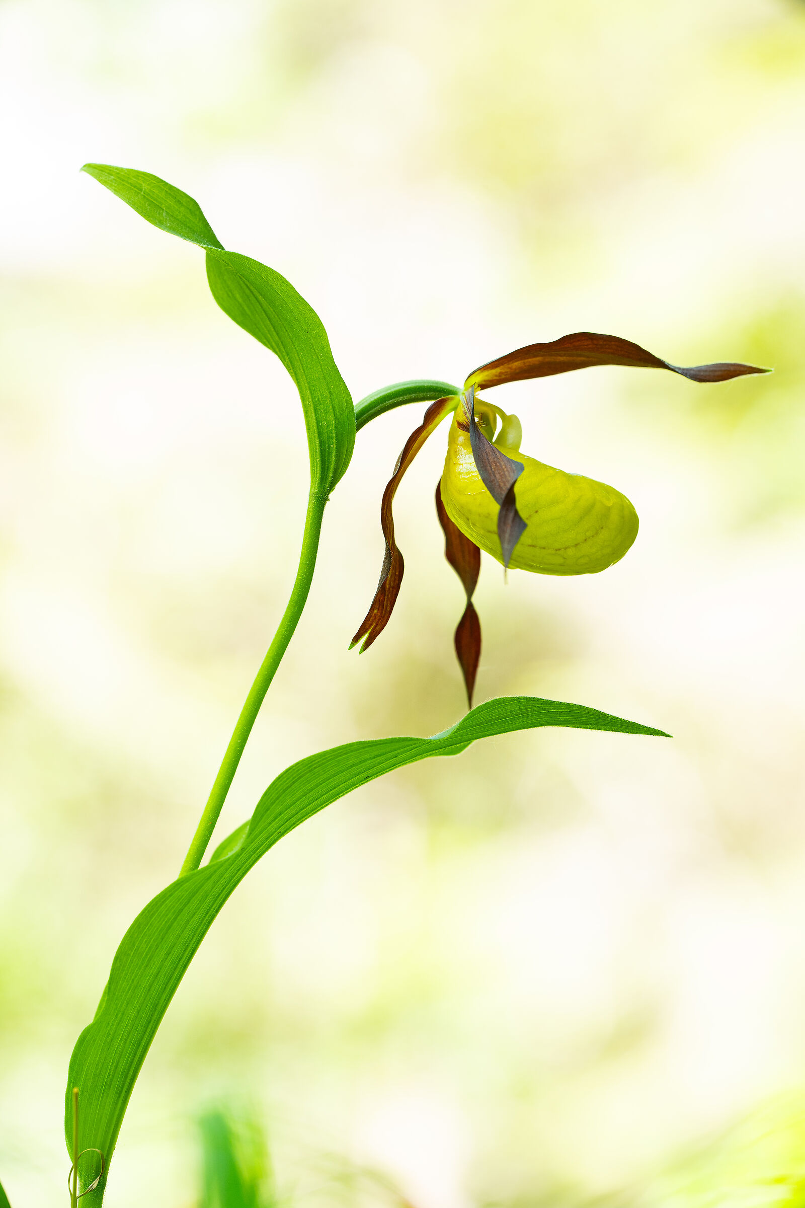 Cypripedium calceolus