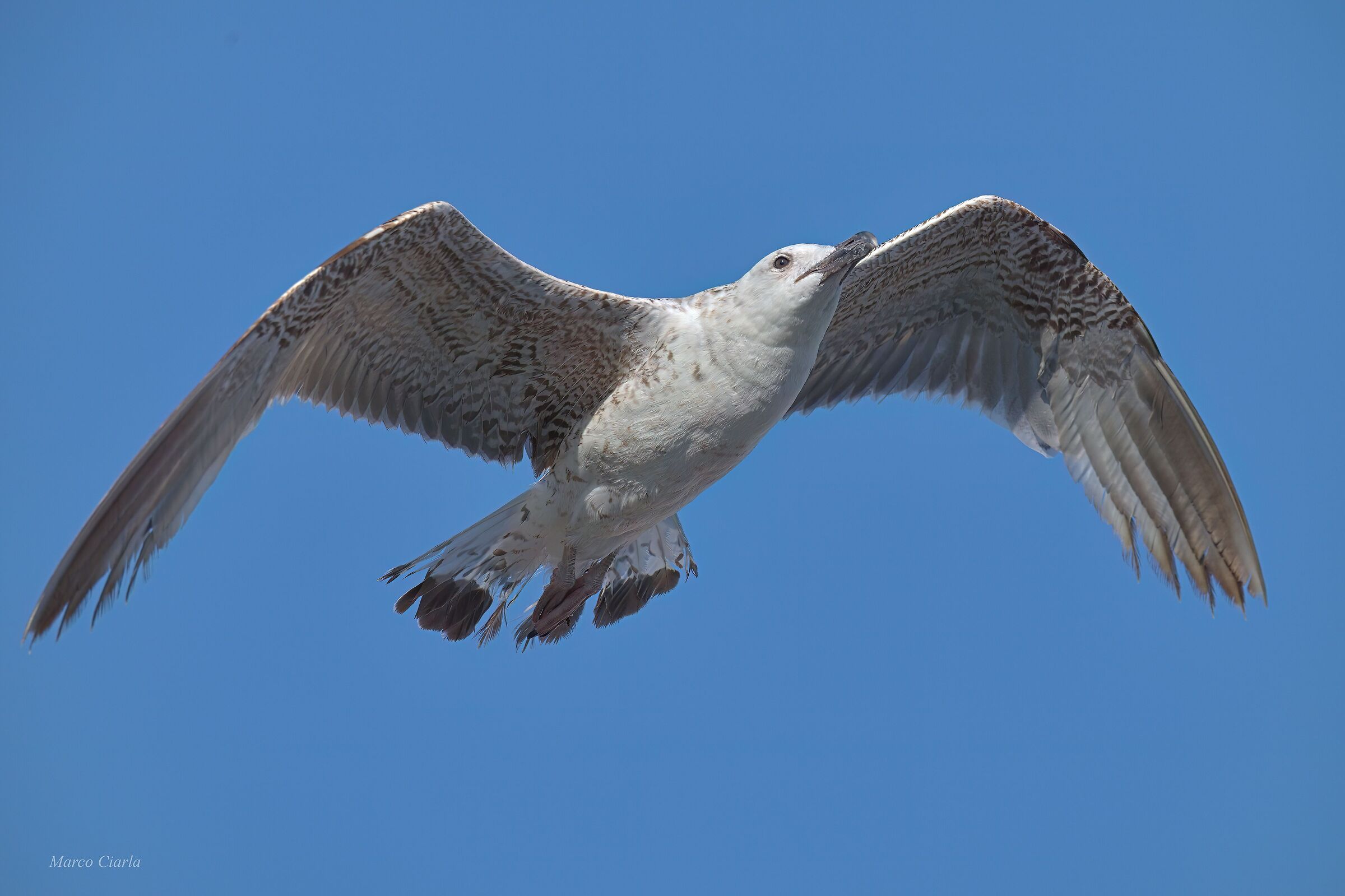Pontic Gull (Larus cachinnans)