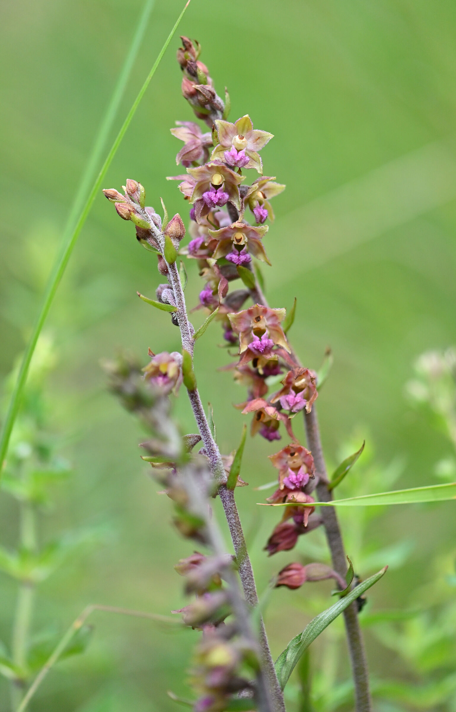 Epipactis atrorubens