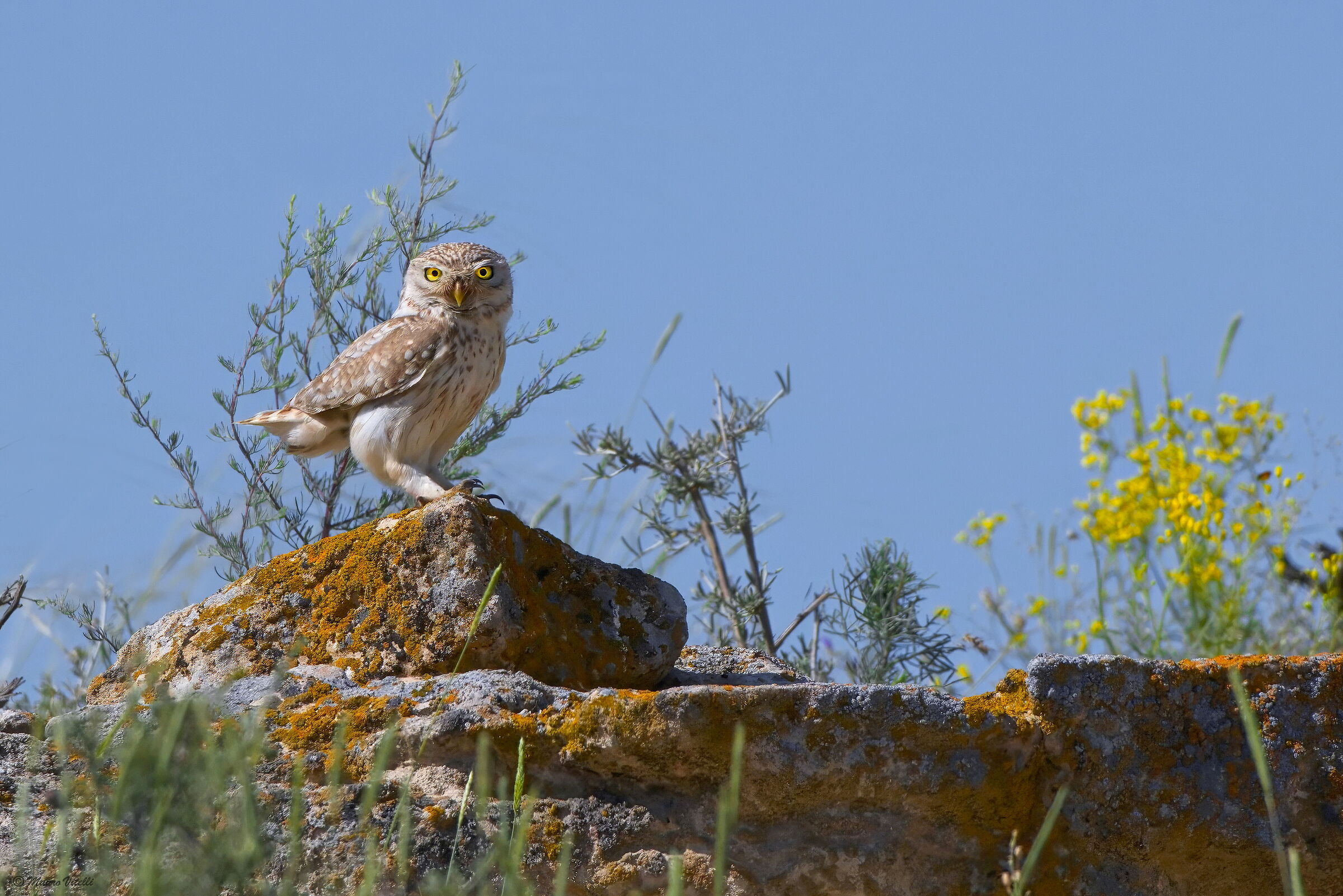 Civetta del deserto lilith (Athene noctua)