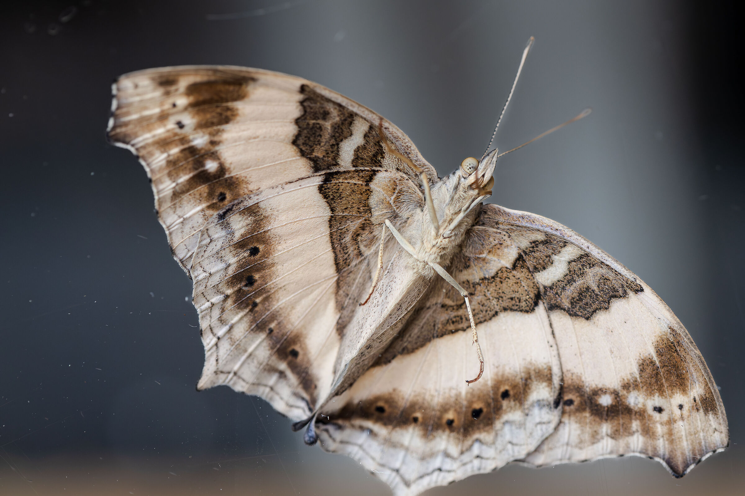 Upside Down (Yoma Sabina)