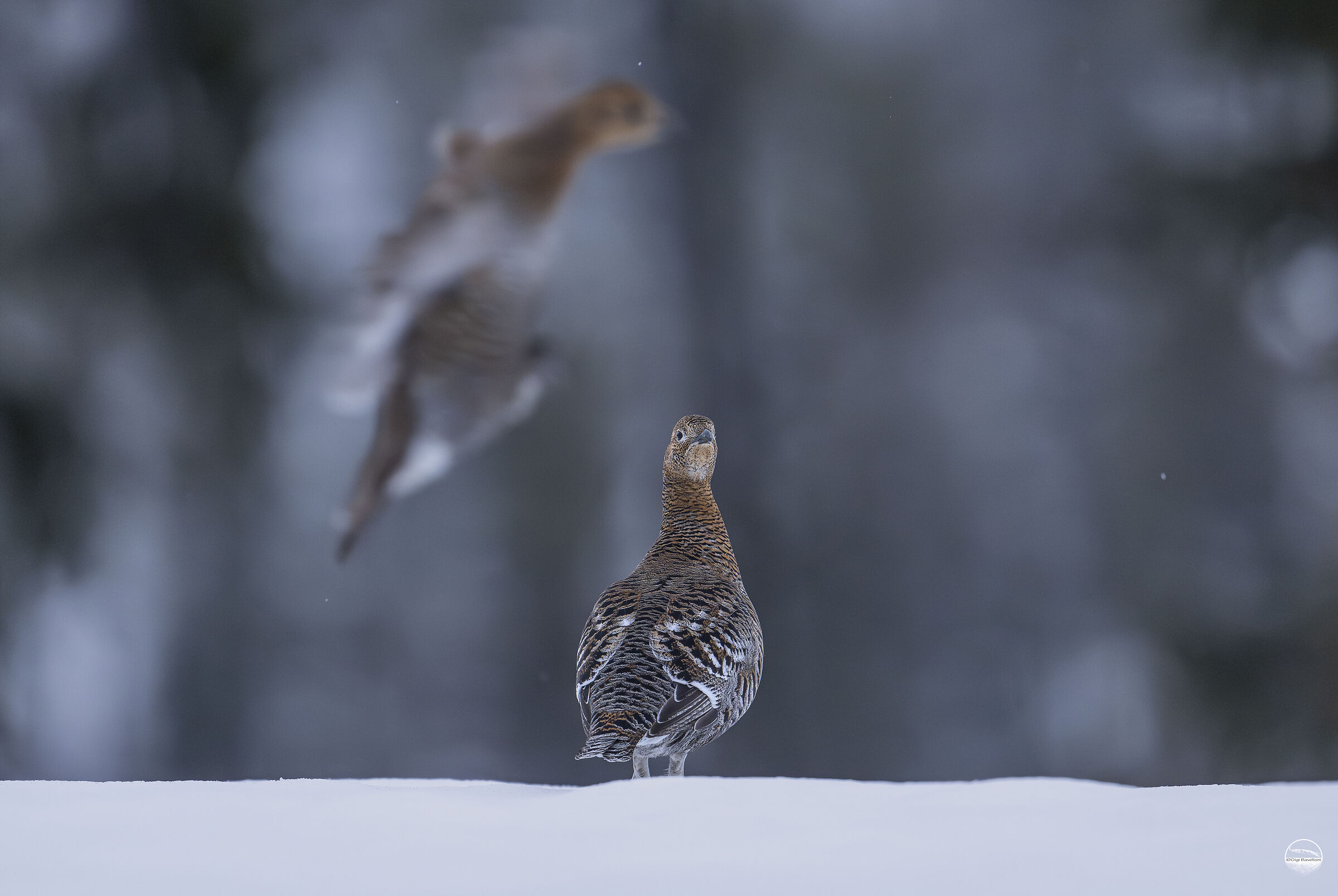 Ghosts in the tundra