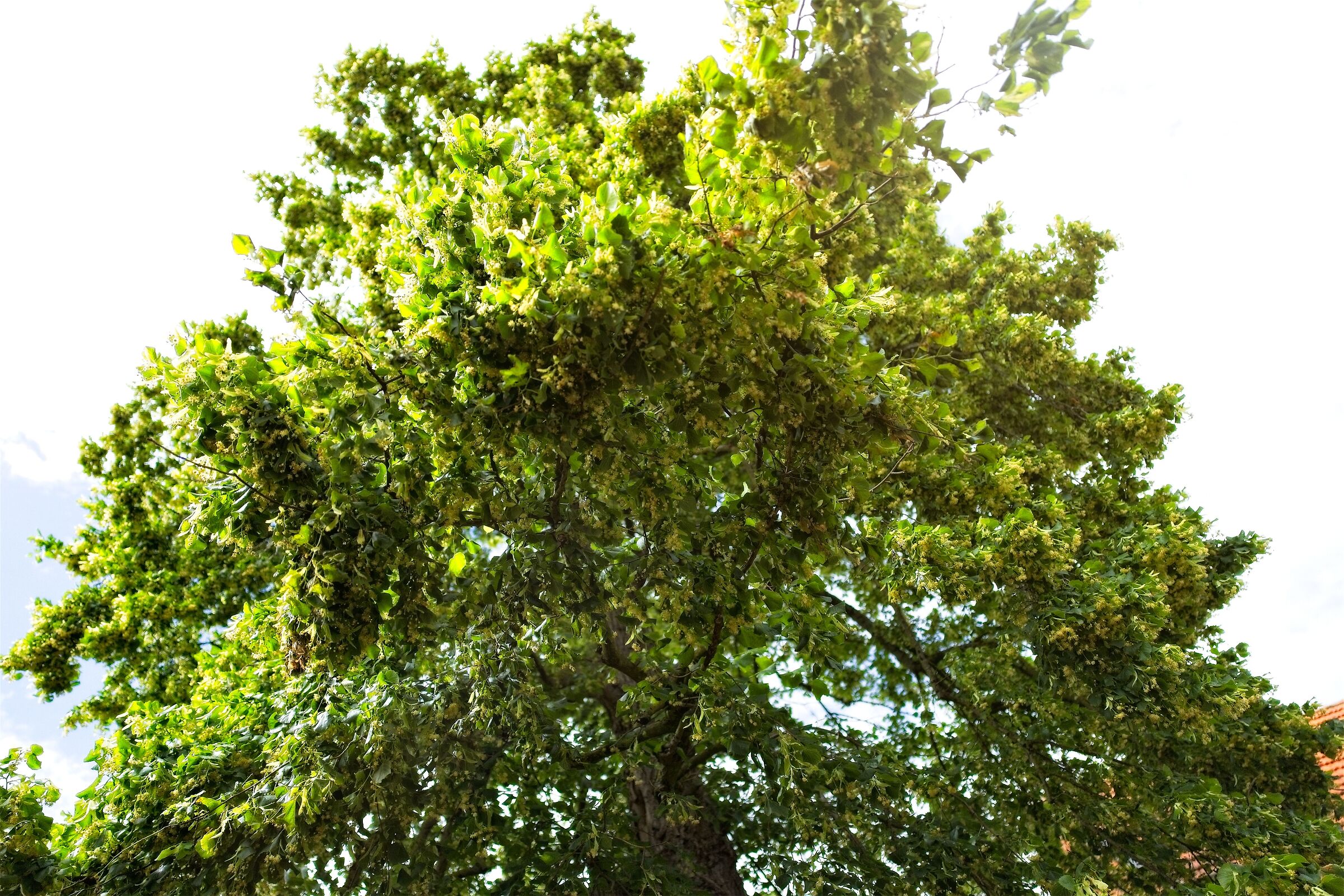 Limetree.