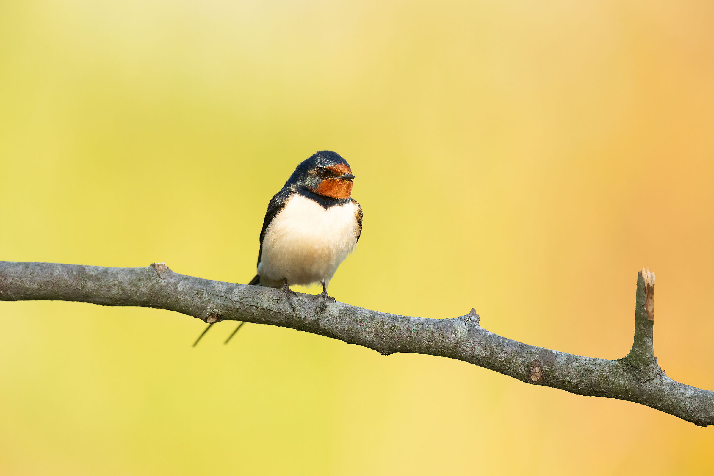 Swallow at sunset
