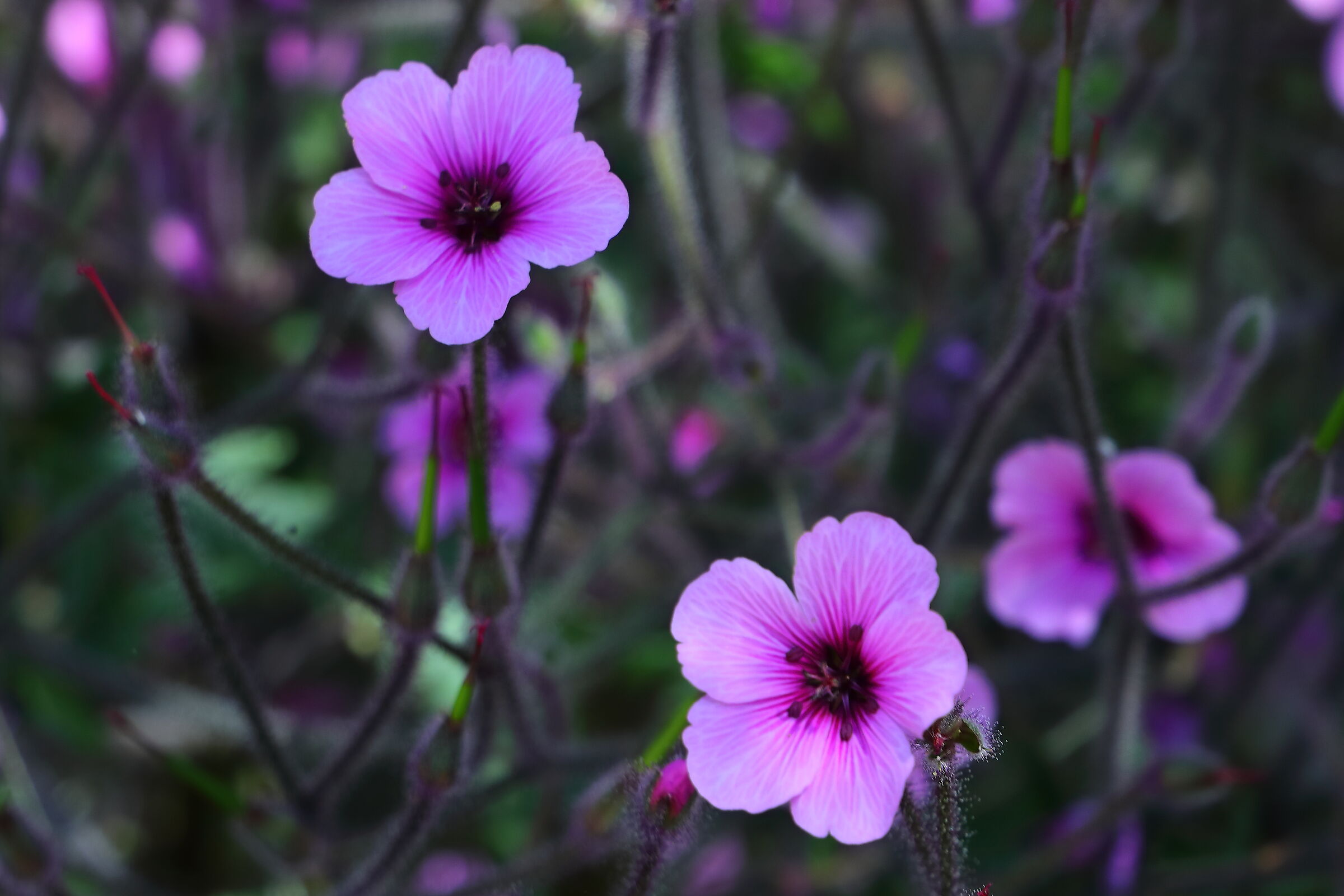 Geranium psilostemon April 20, 2026