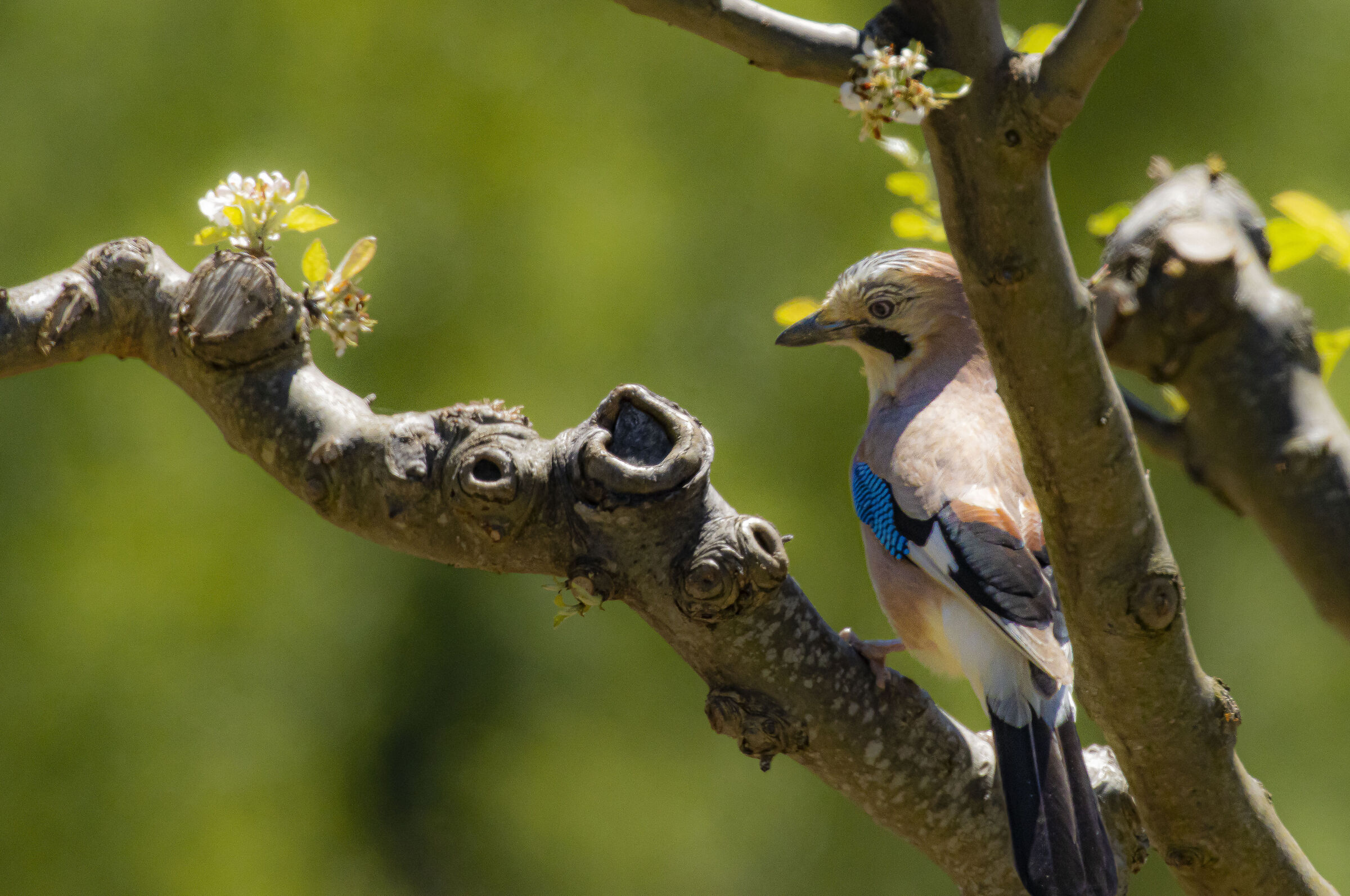 Jay