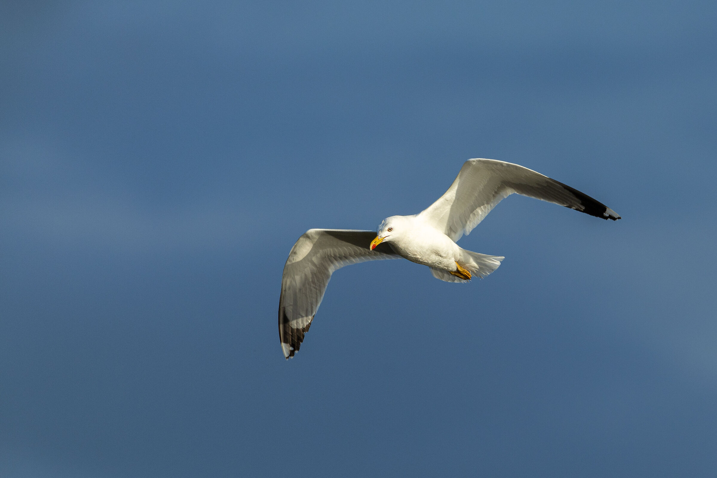 Evening flight