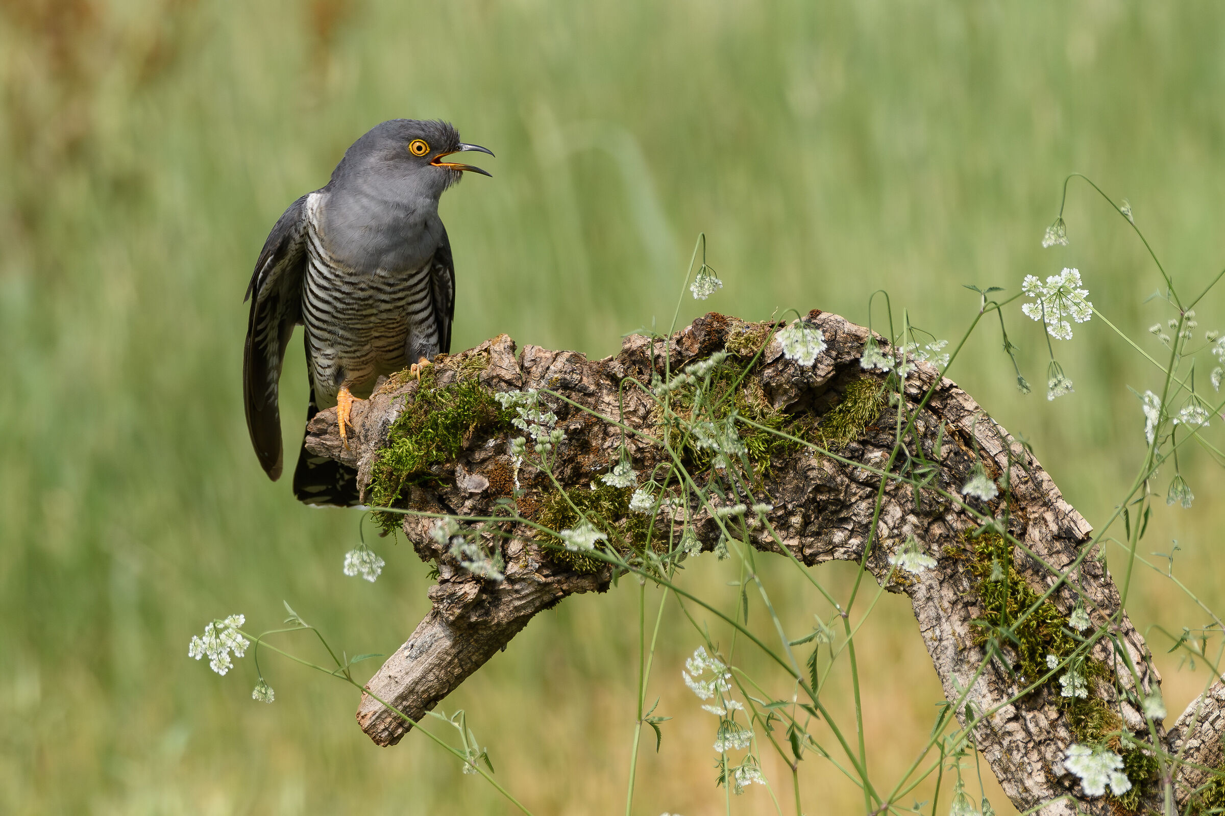 The Cuckoo Song