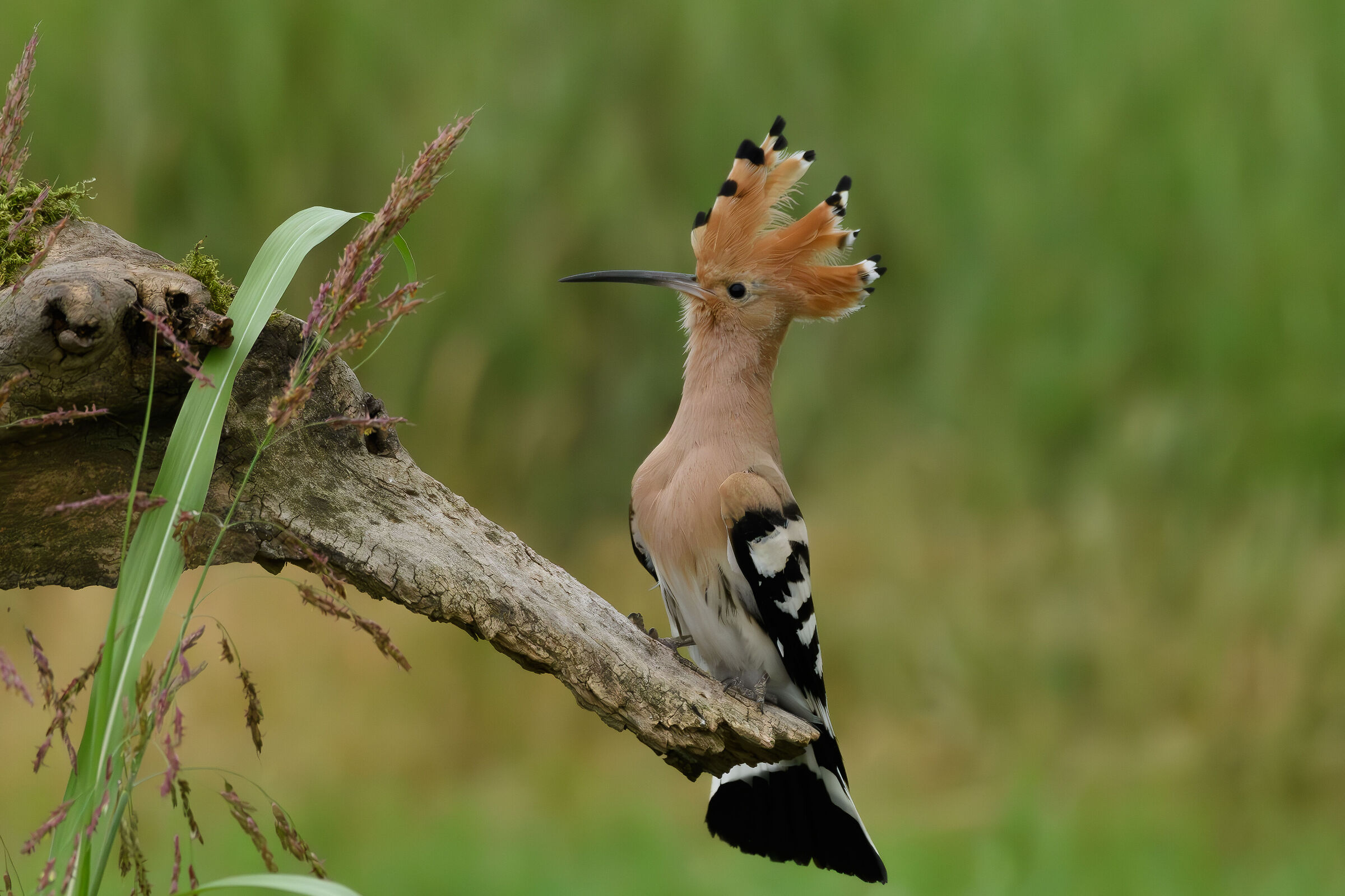 Hoopoe