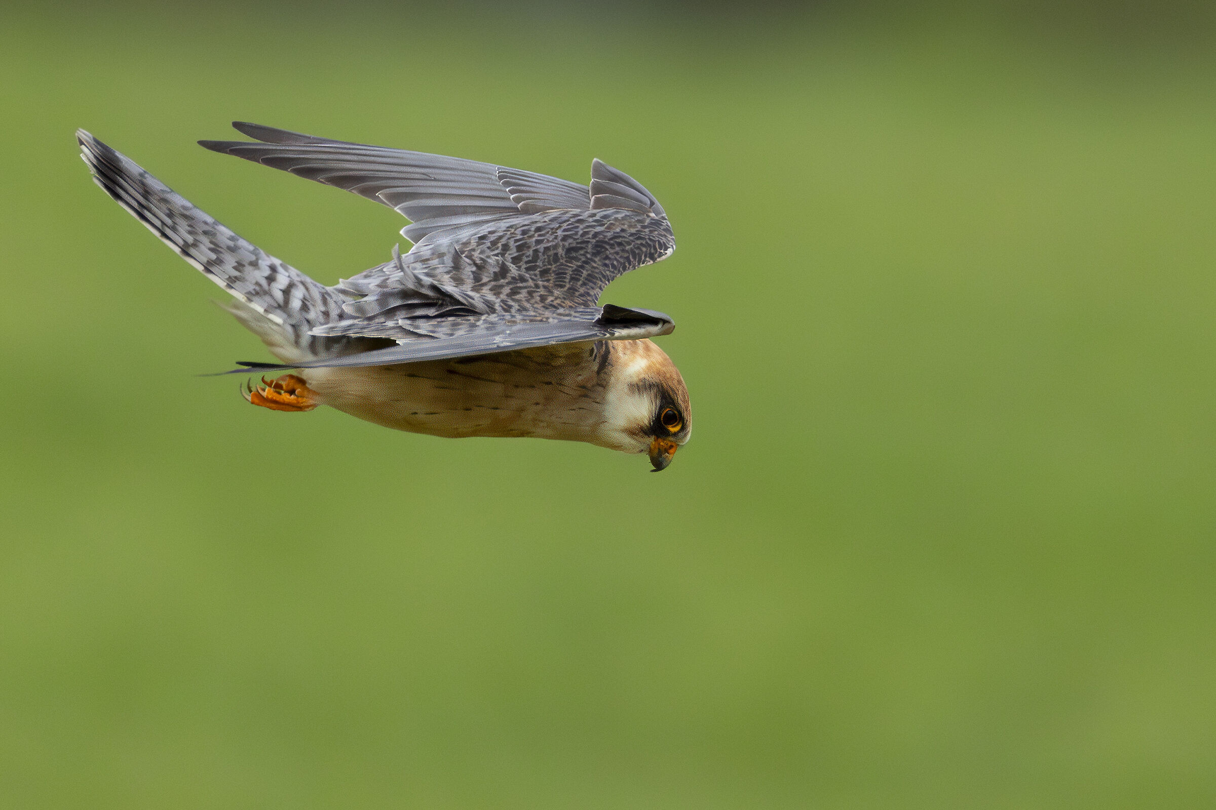 Falco cuculo