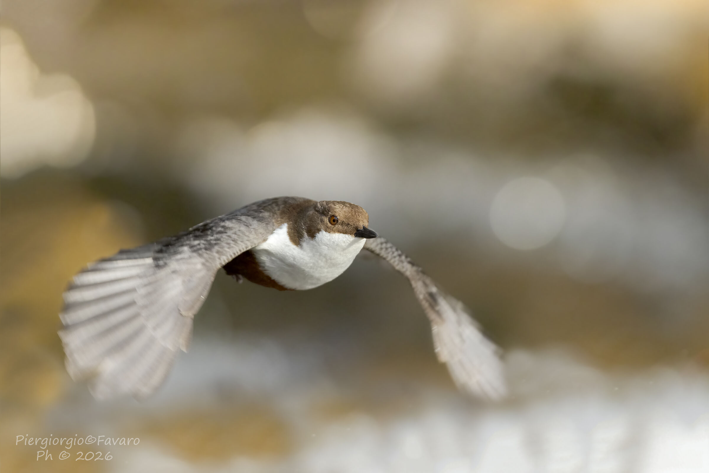 Dipper