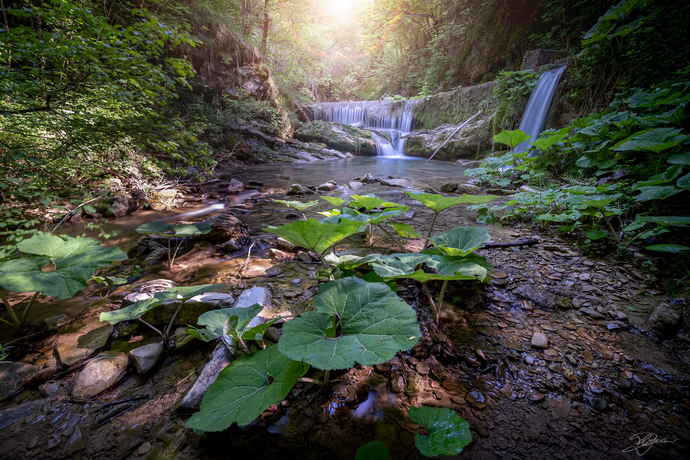Casentino Forests