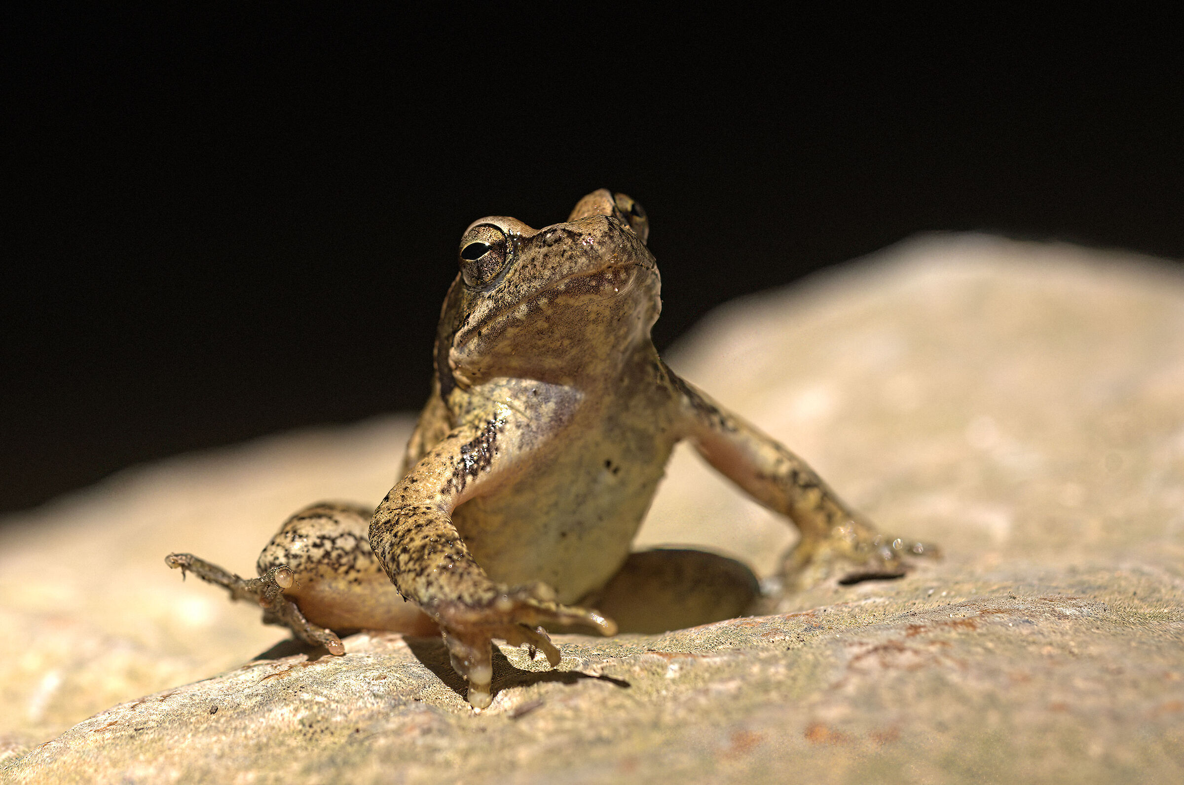 Rana appenninica
