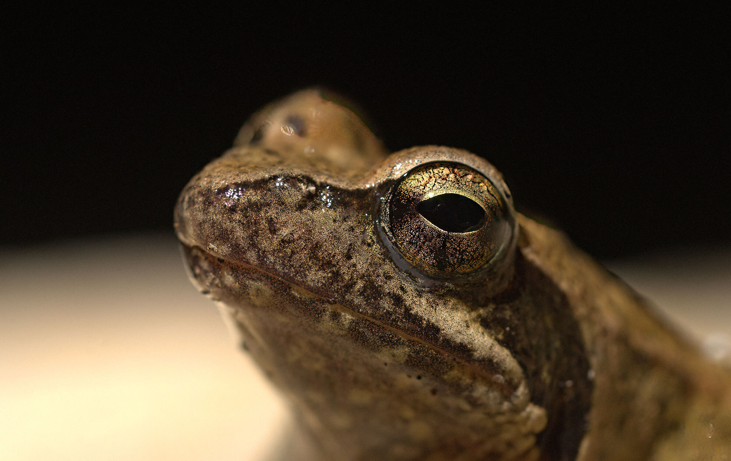 Rana appenninica