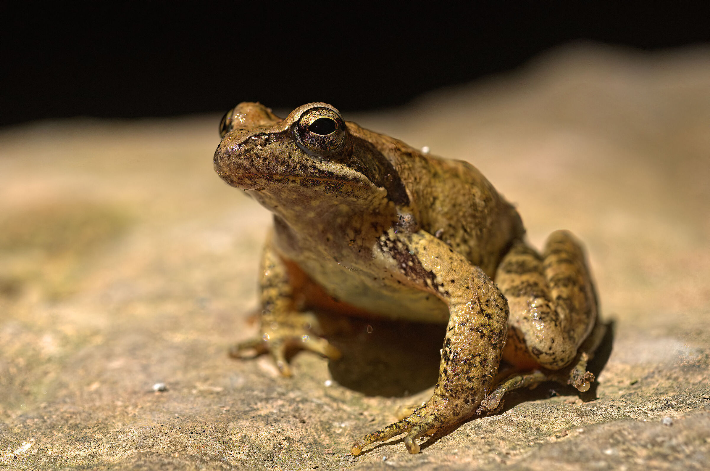 Rana appenninica