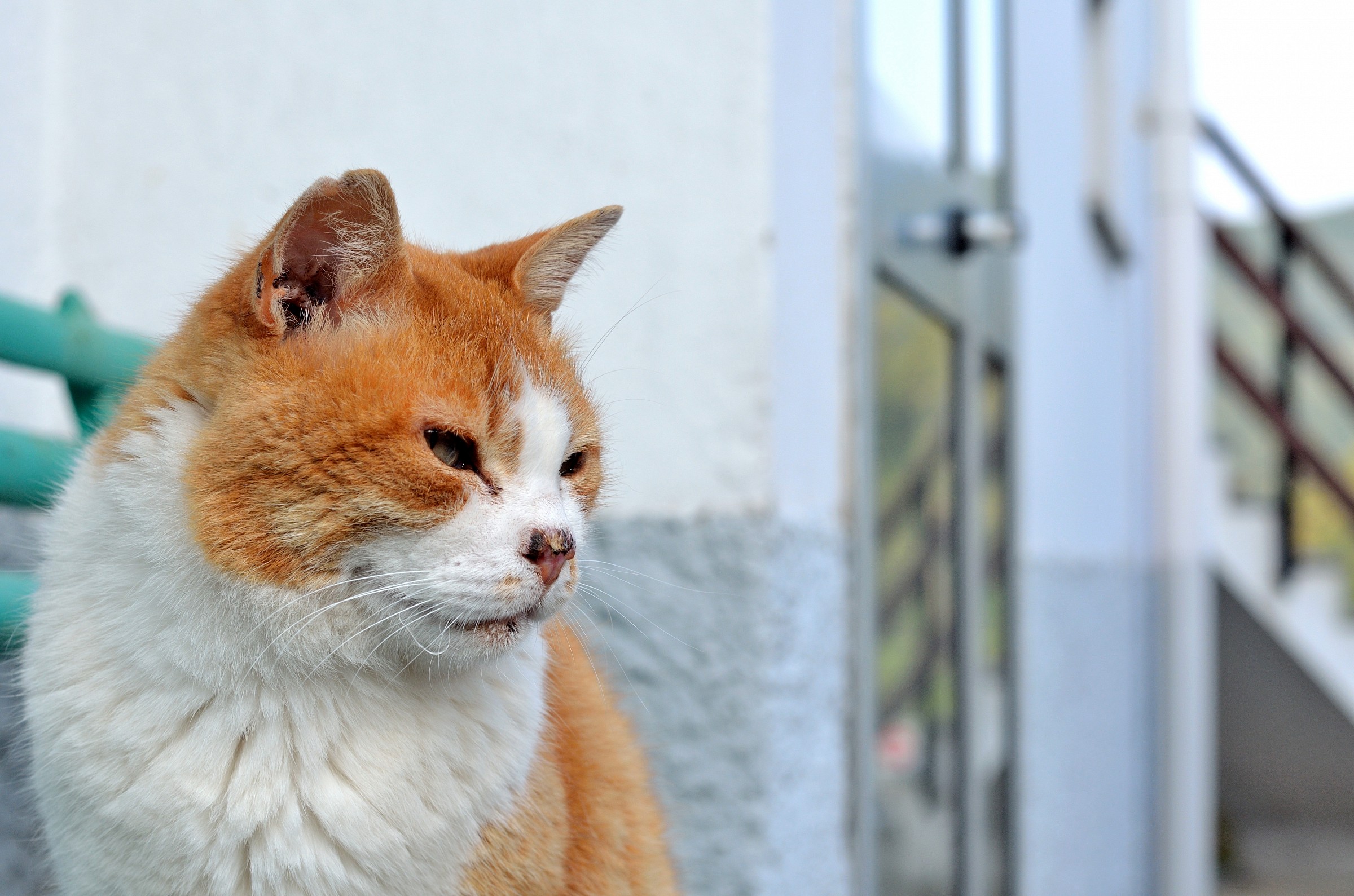Gatto (con gli stivali)