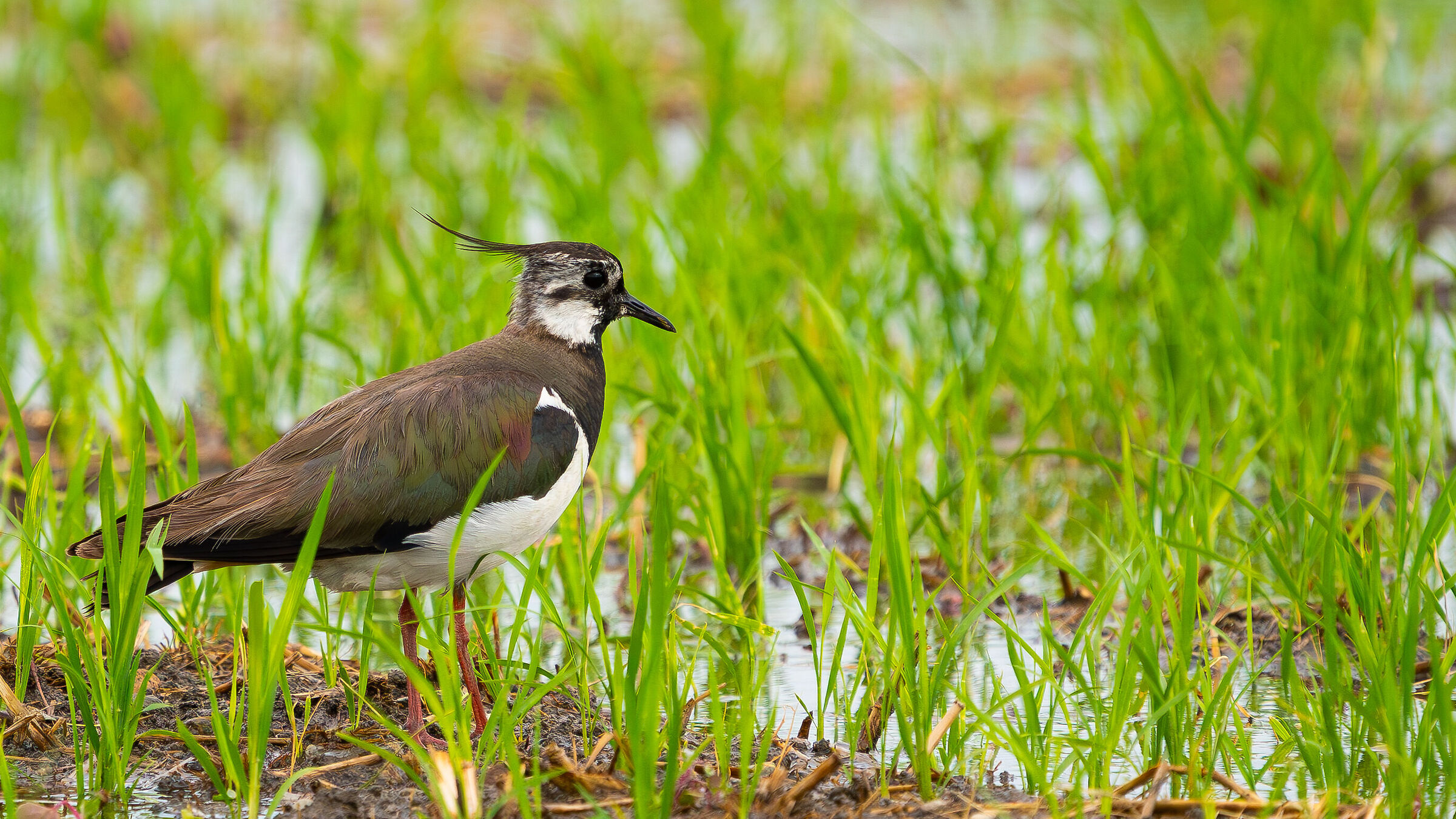 Lapwing - 1
