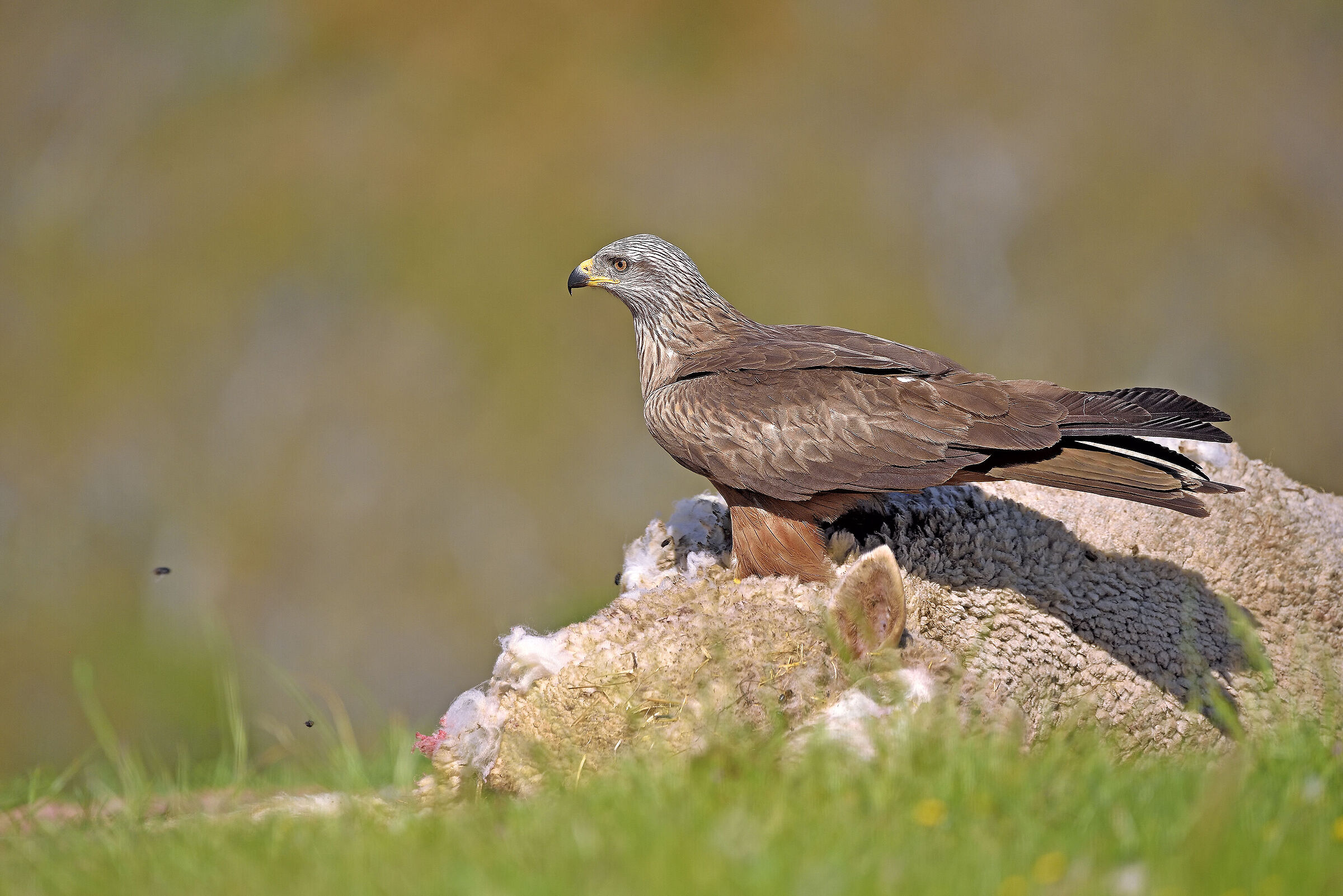 Black Kite