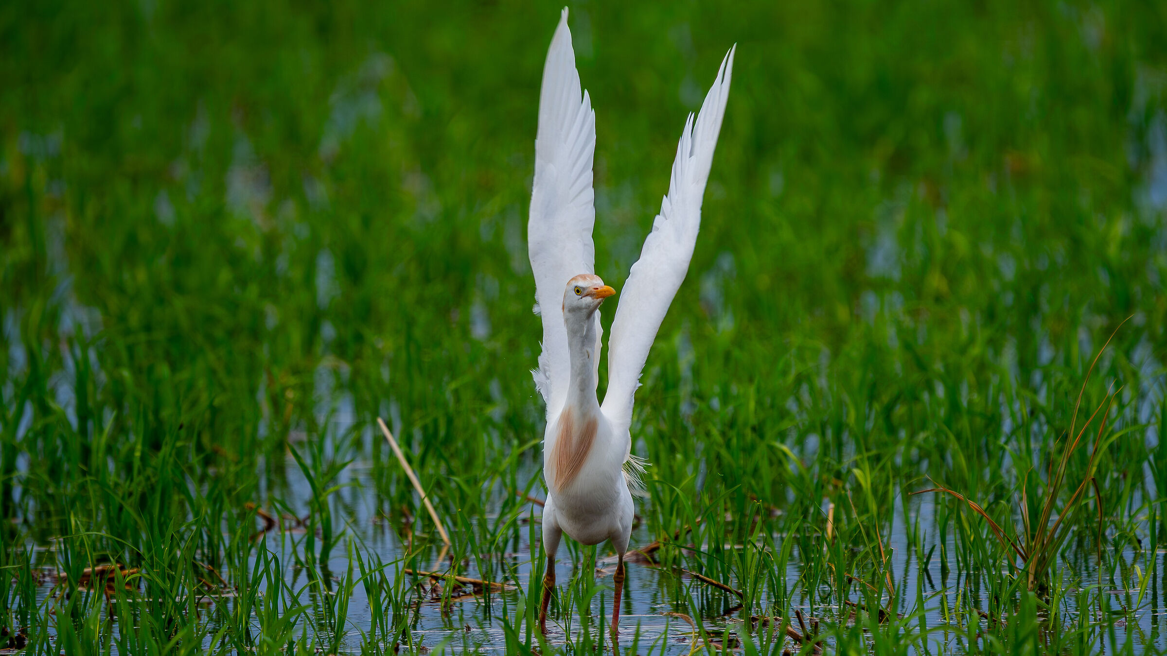 Cattle Egret