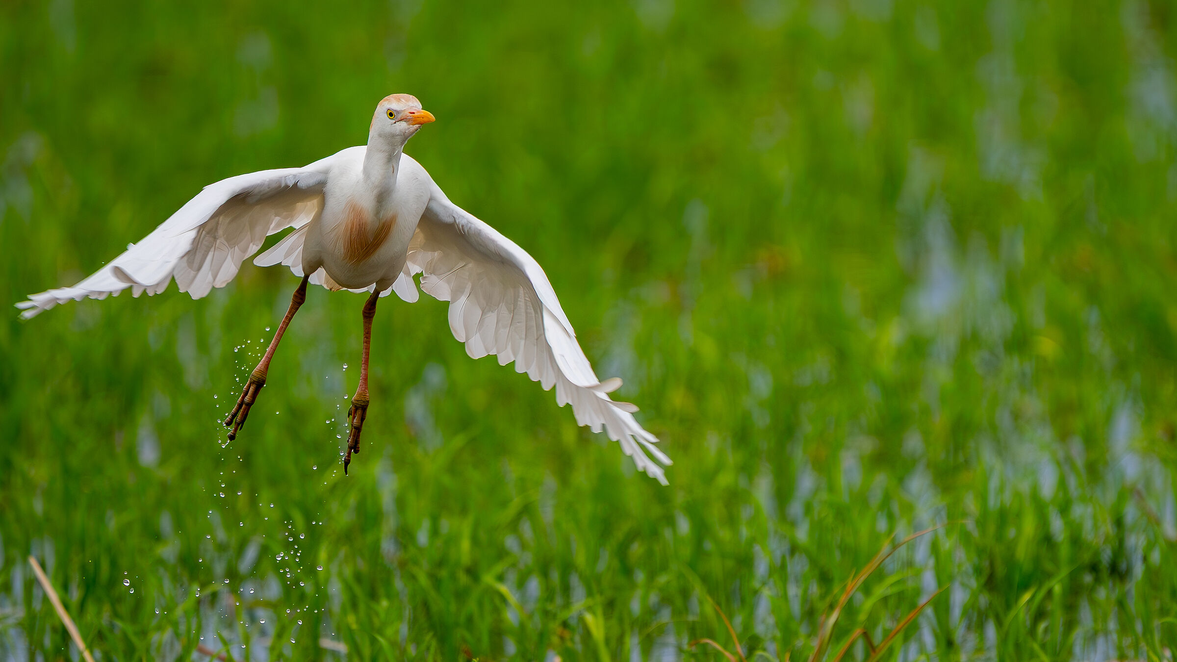 Cattle Egret - 1