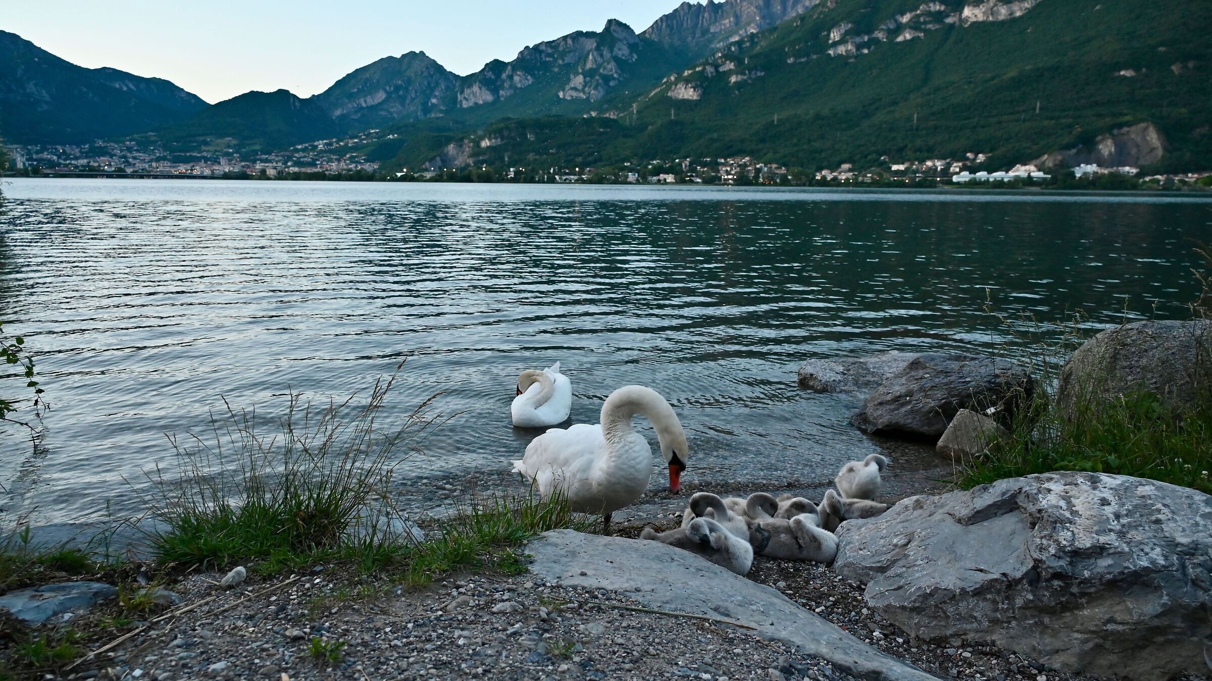Pair of swans with chicks from Lake Garlate