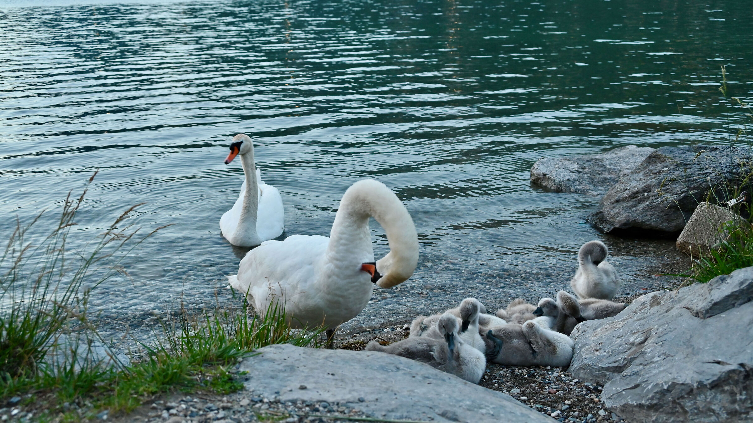 Pair of swans with chicks from Lake Garlate 2