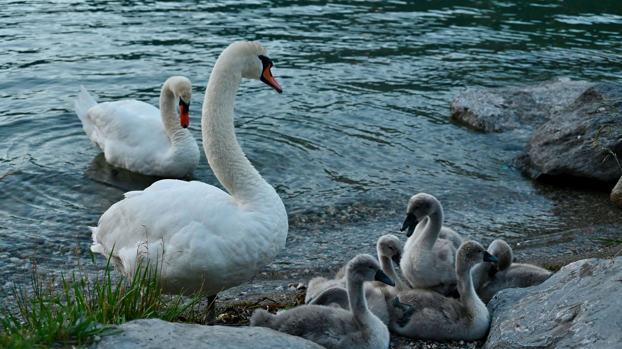 Pair of swans with chicks from Lake Garlate 3
