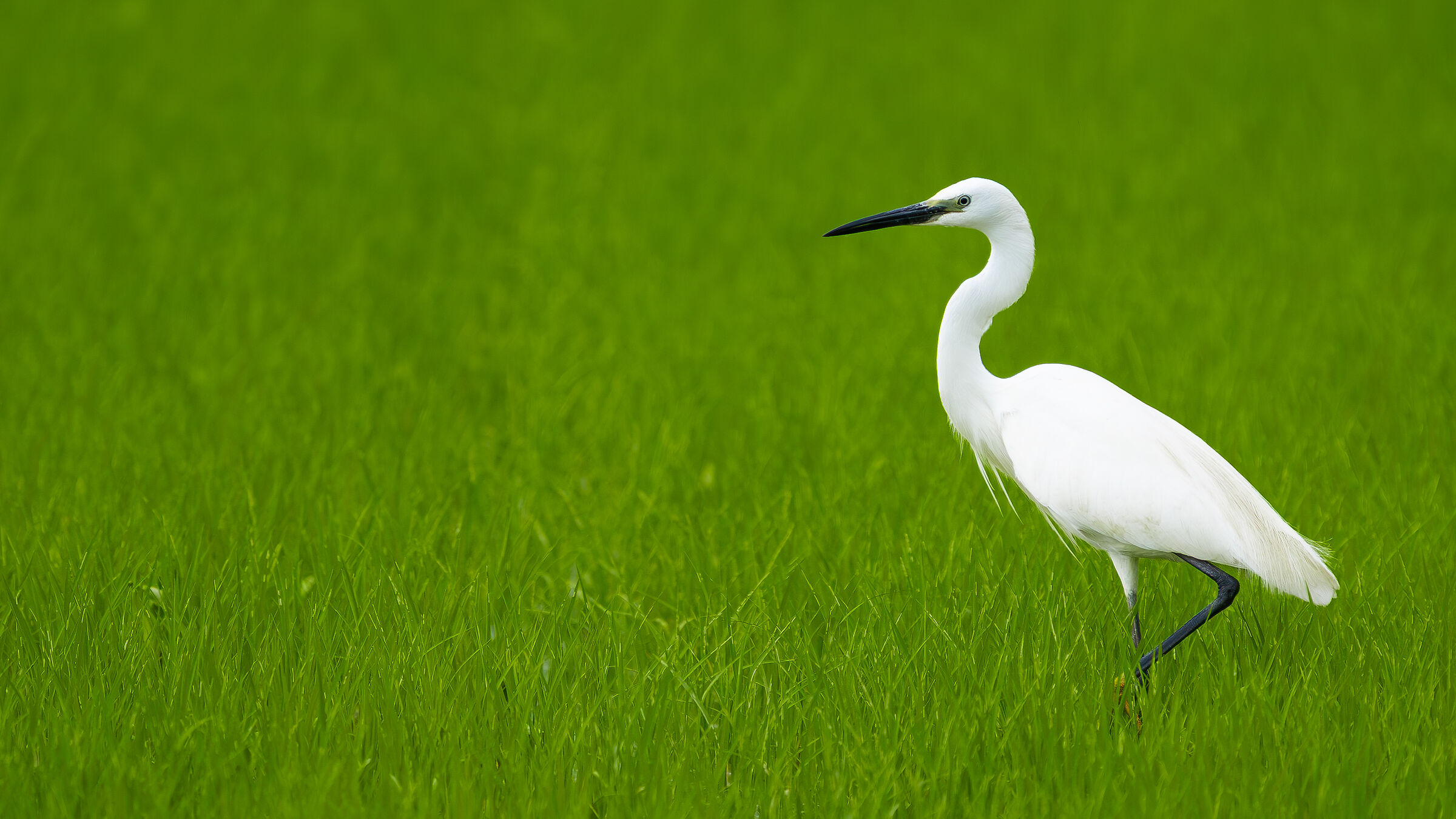 Egret among rice sprouts