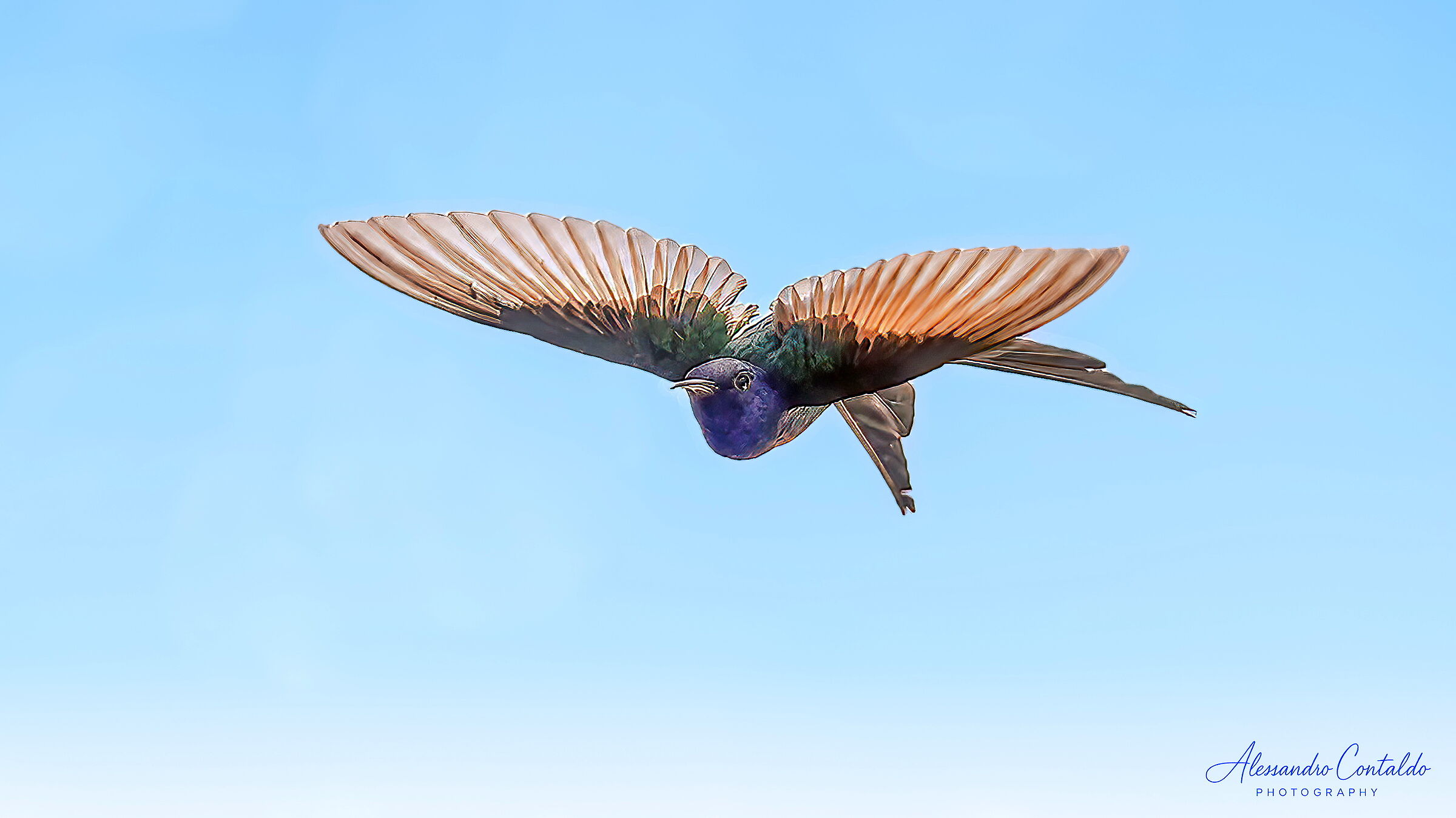 hummingbird in flight