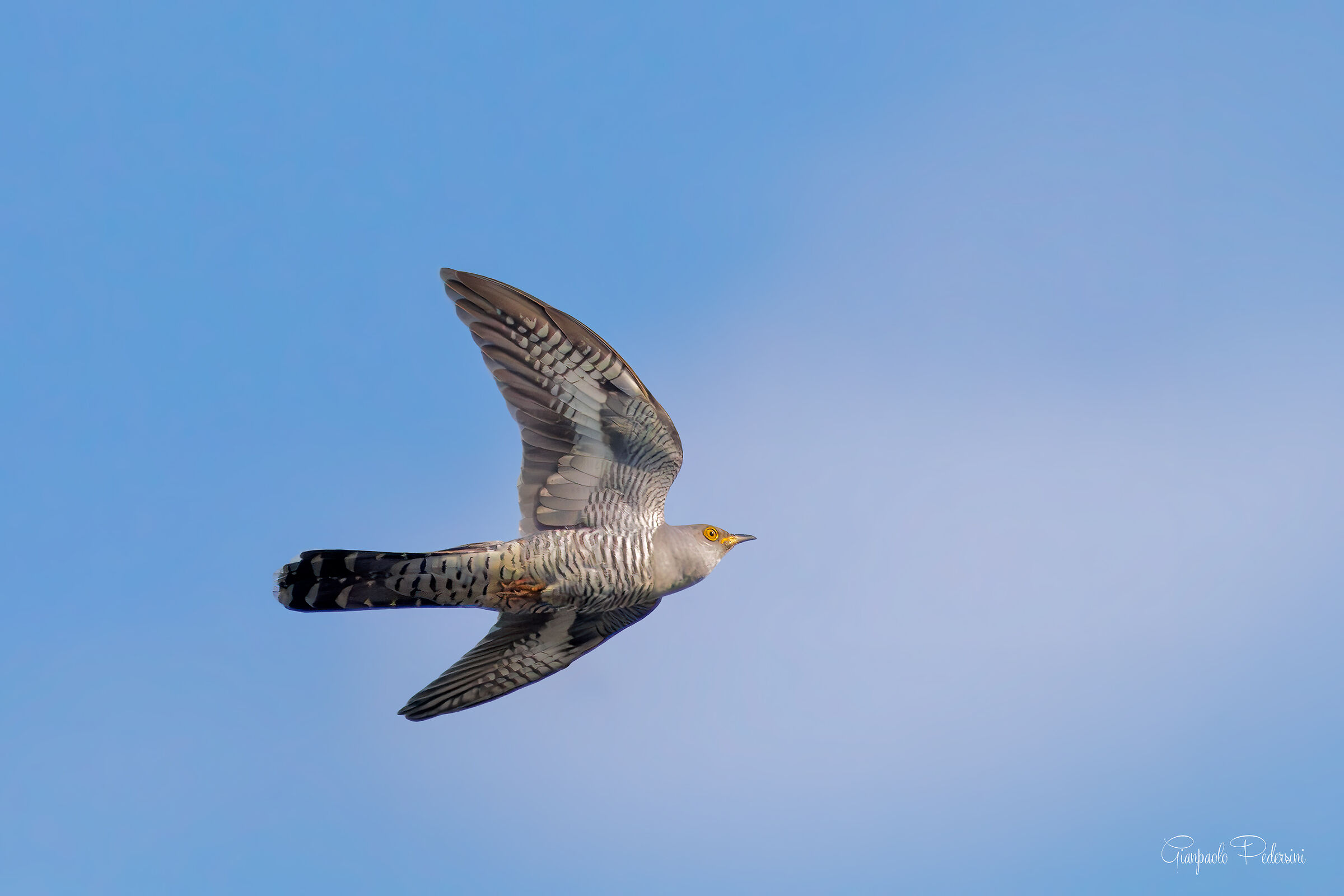 In volo 2
