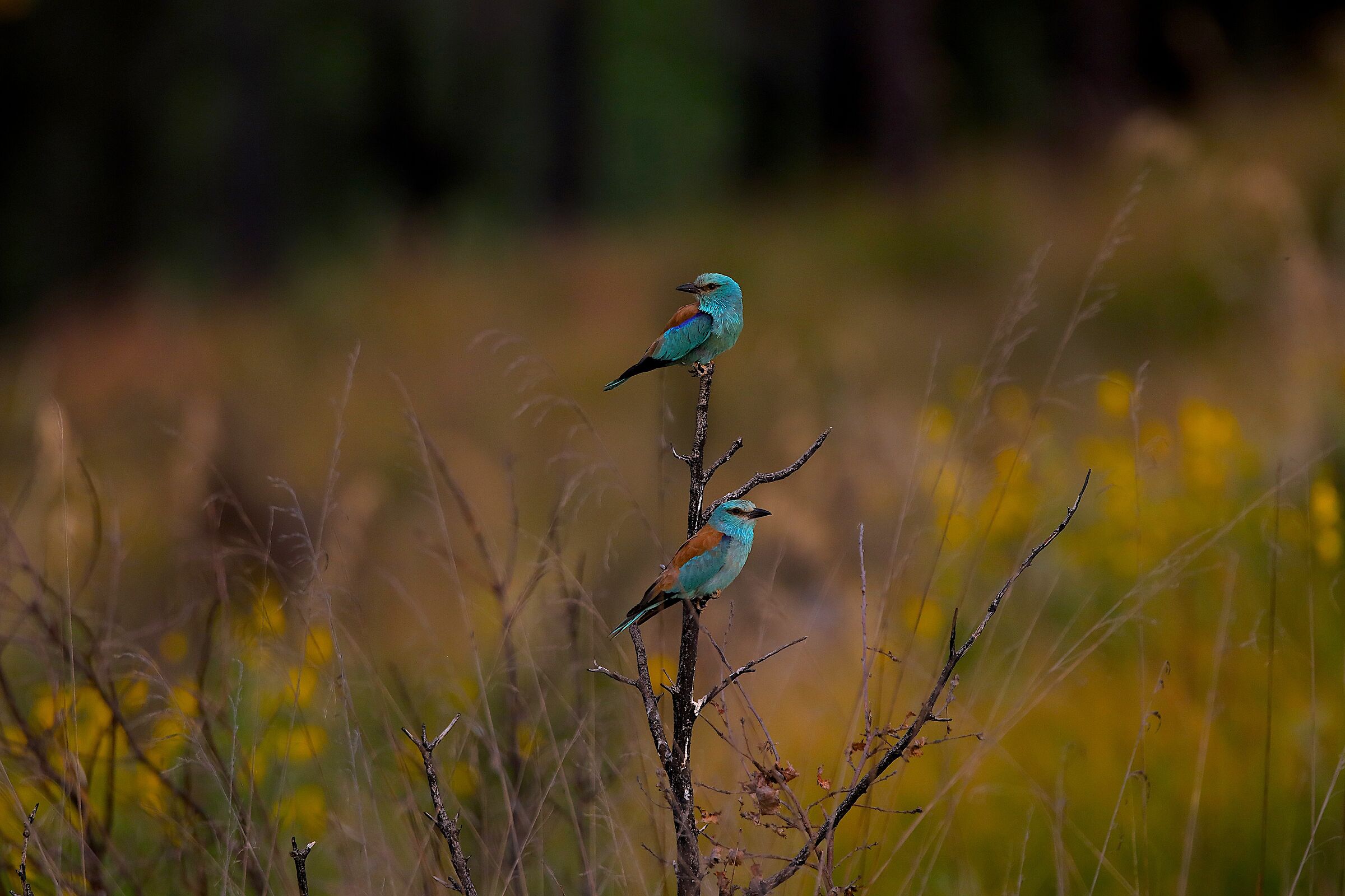 European Jays