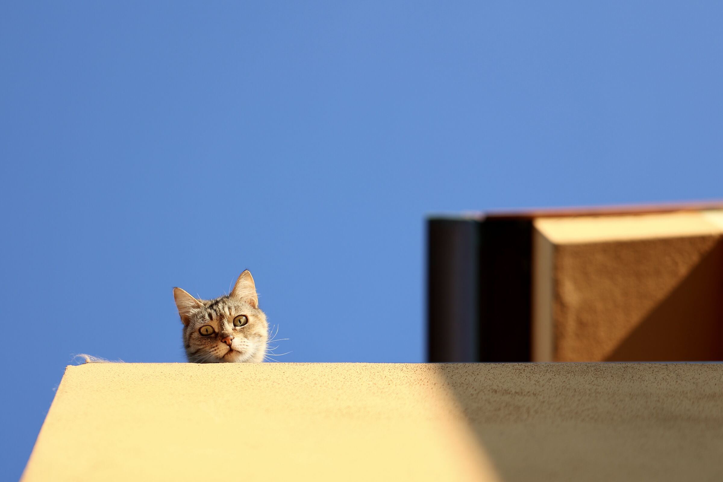Geometry of the cat..