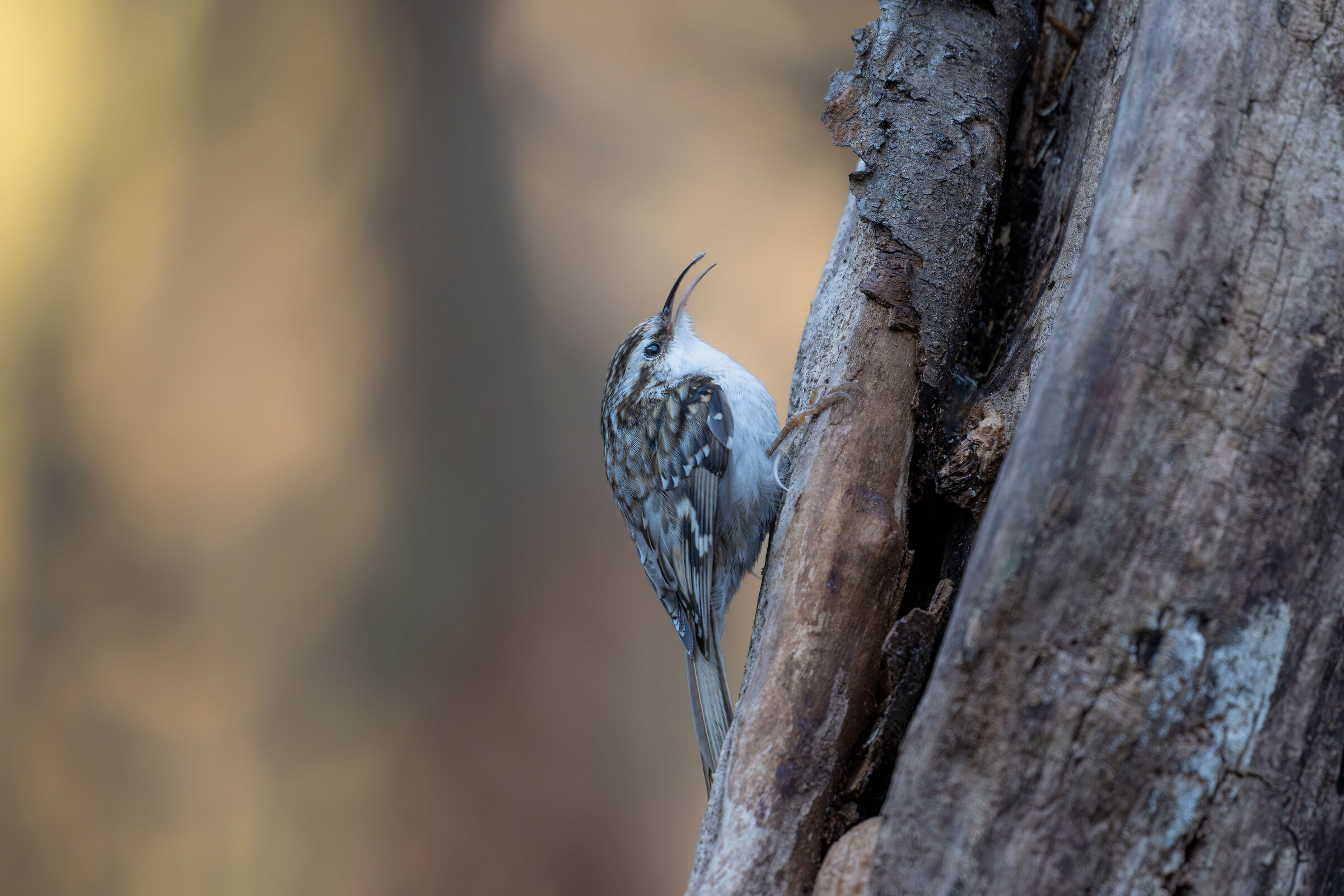 Rampichino Alpestre
