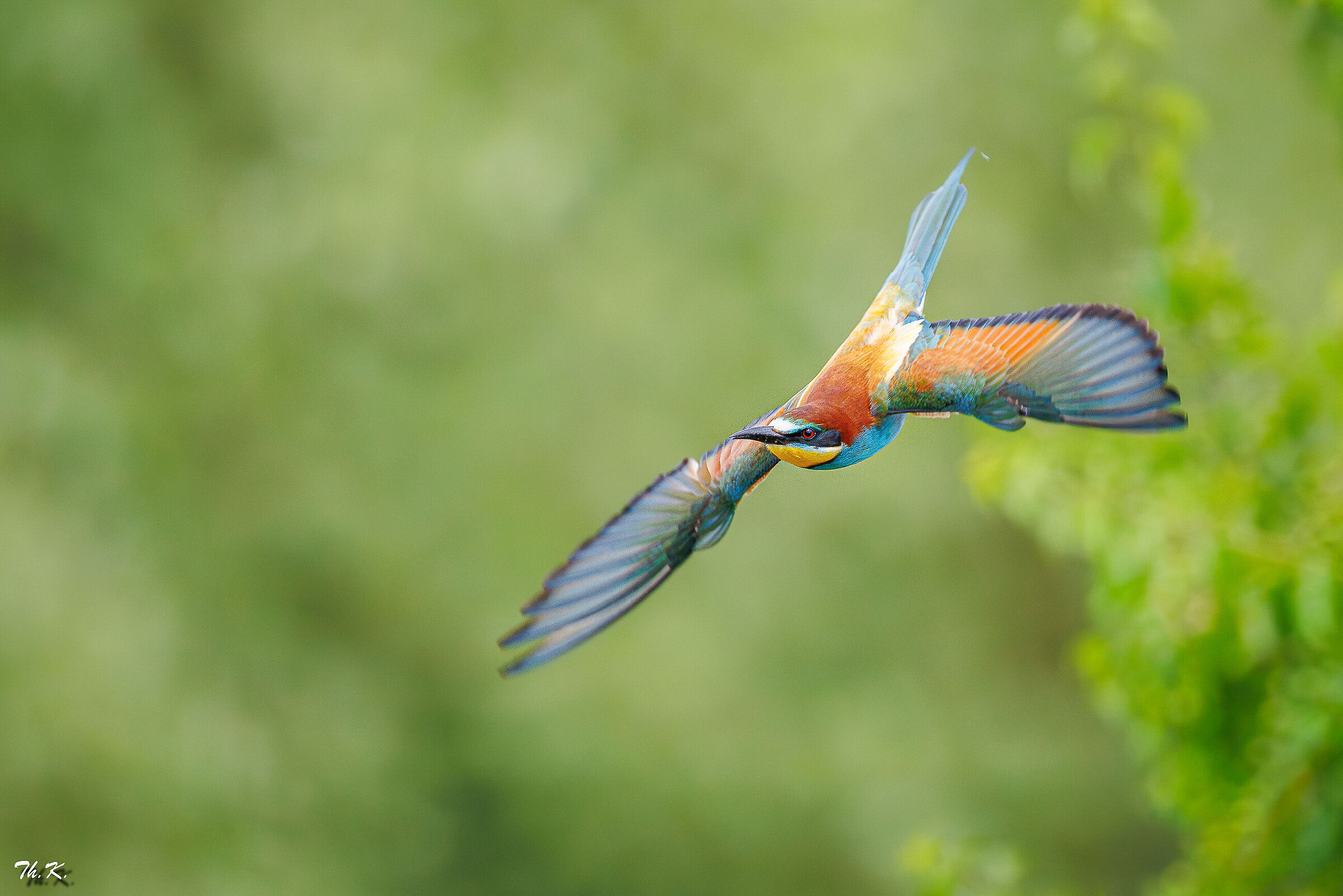 bee-eaters