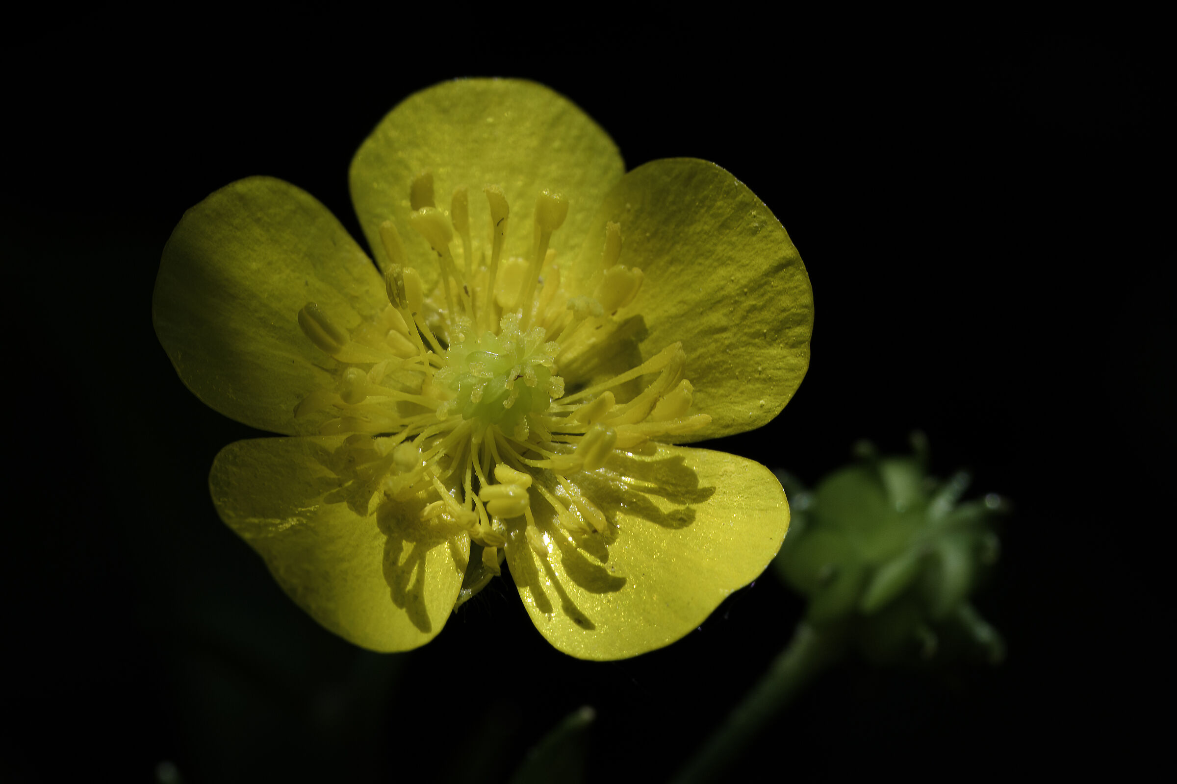 primavera
