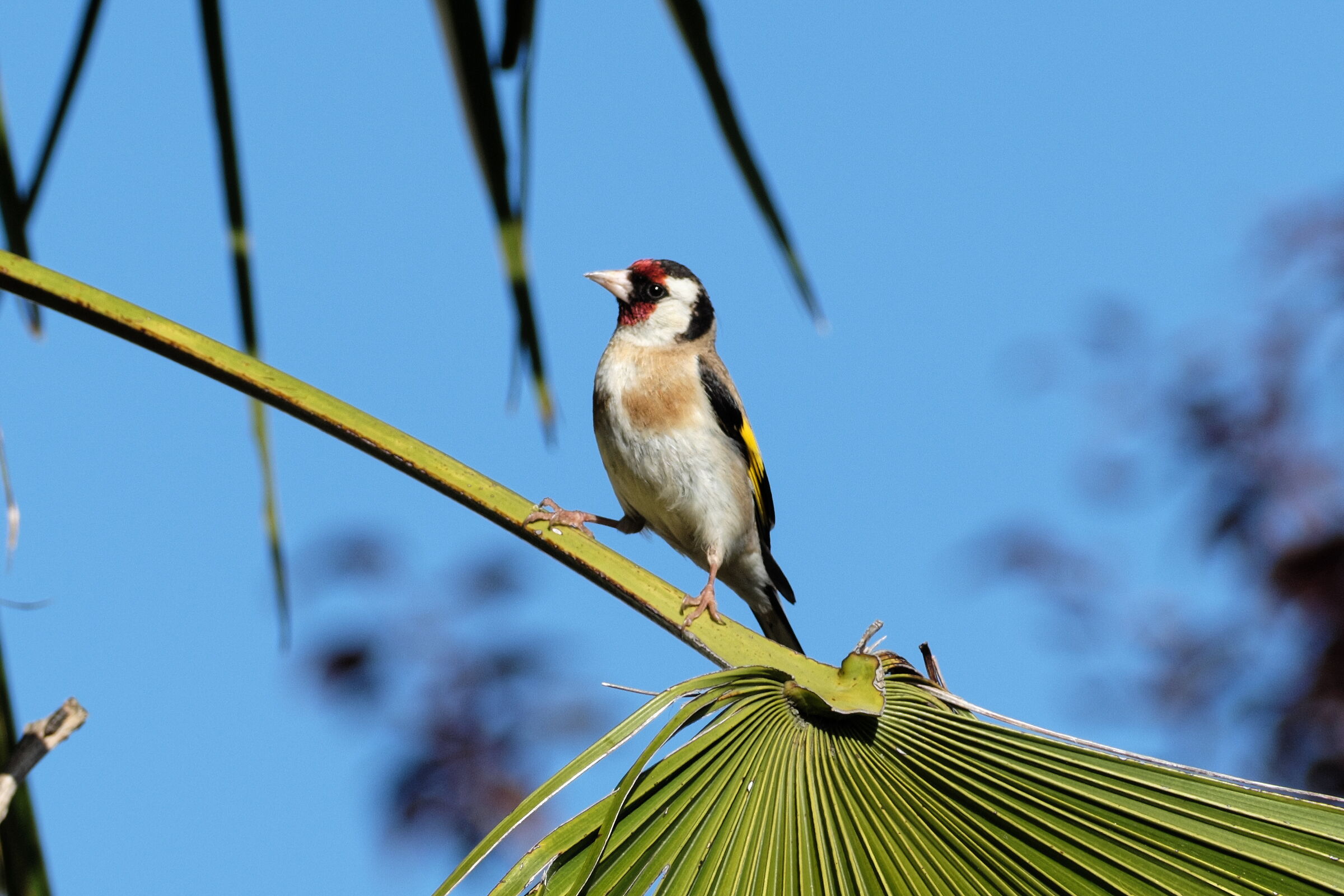 Goldfinch