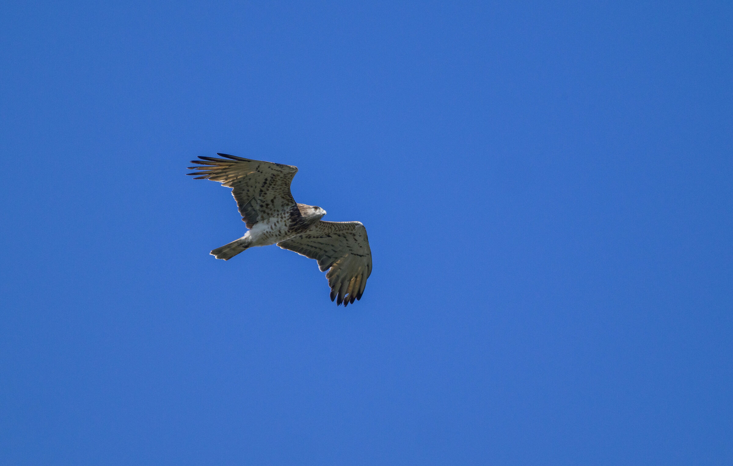 short-toed eagle