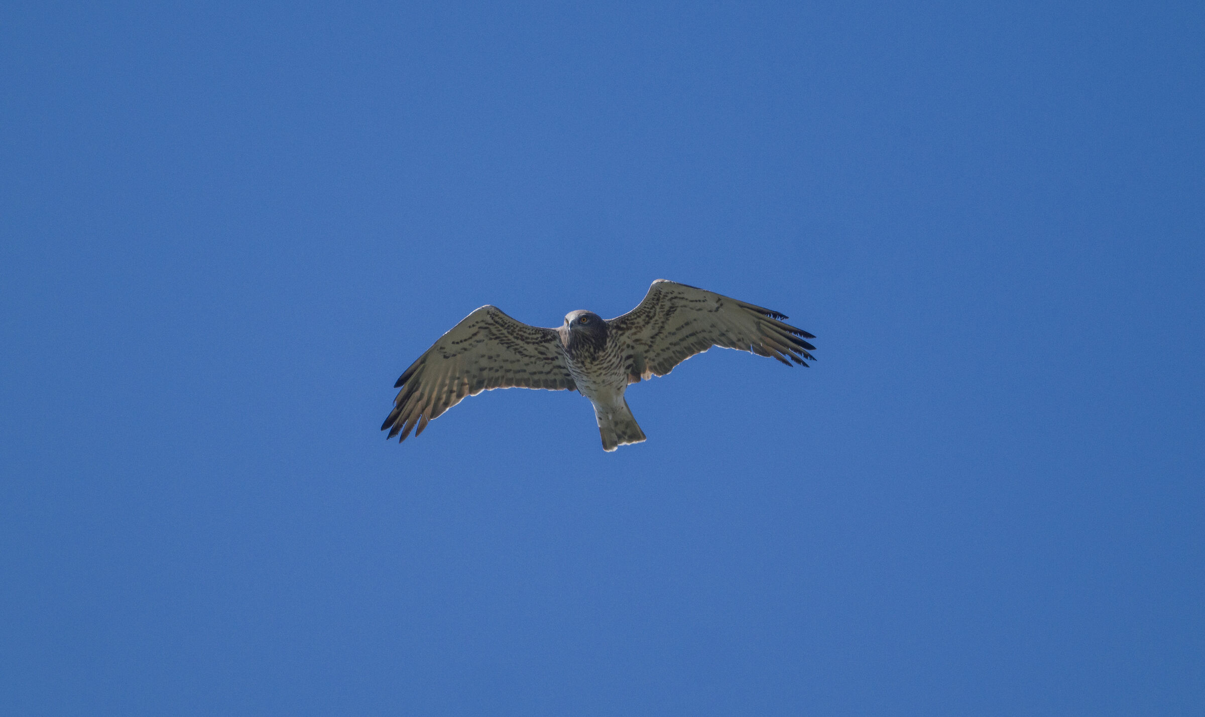 short-toed eagle