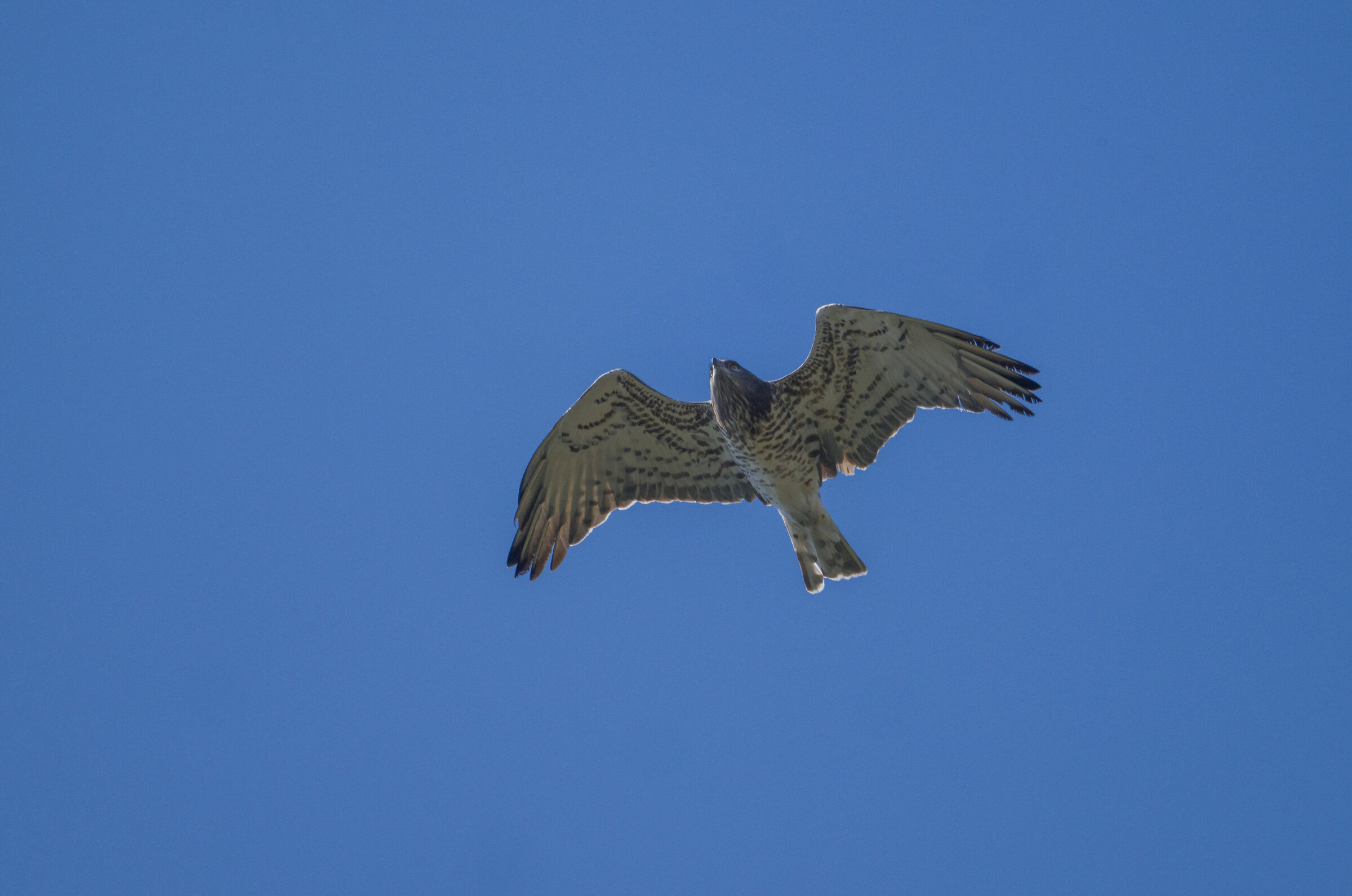 short-toed eagle