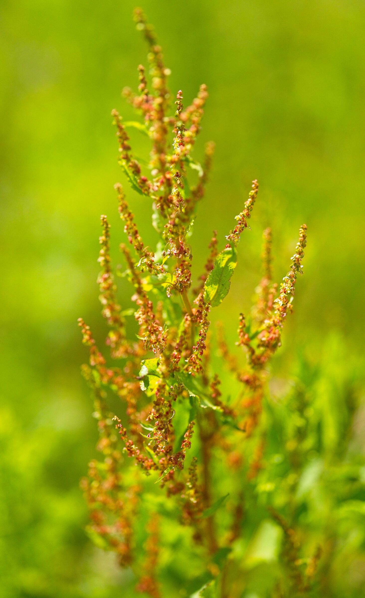 Sorrel