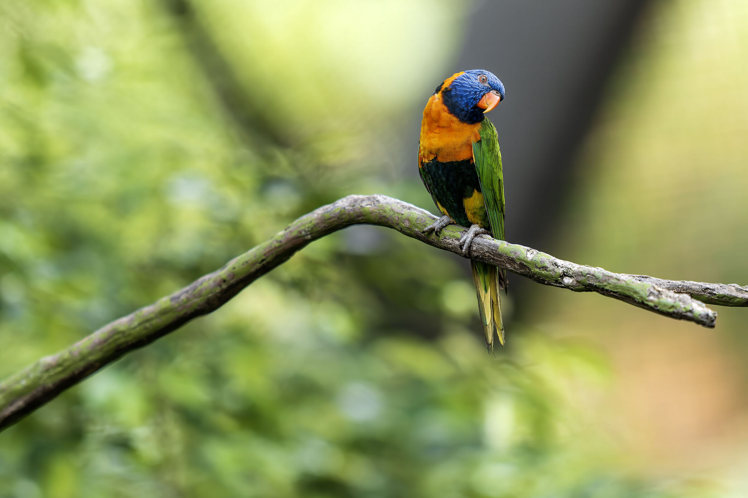 Red-collared Lorikeet (Trichoglossus rubritorquis)