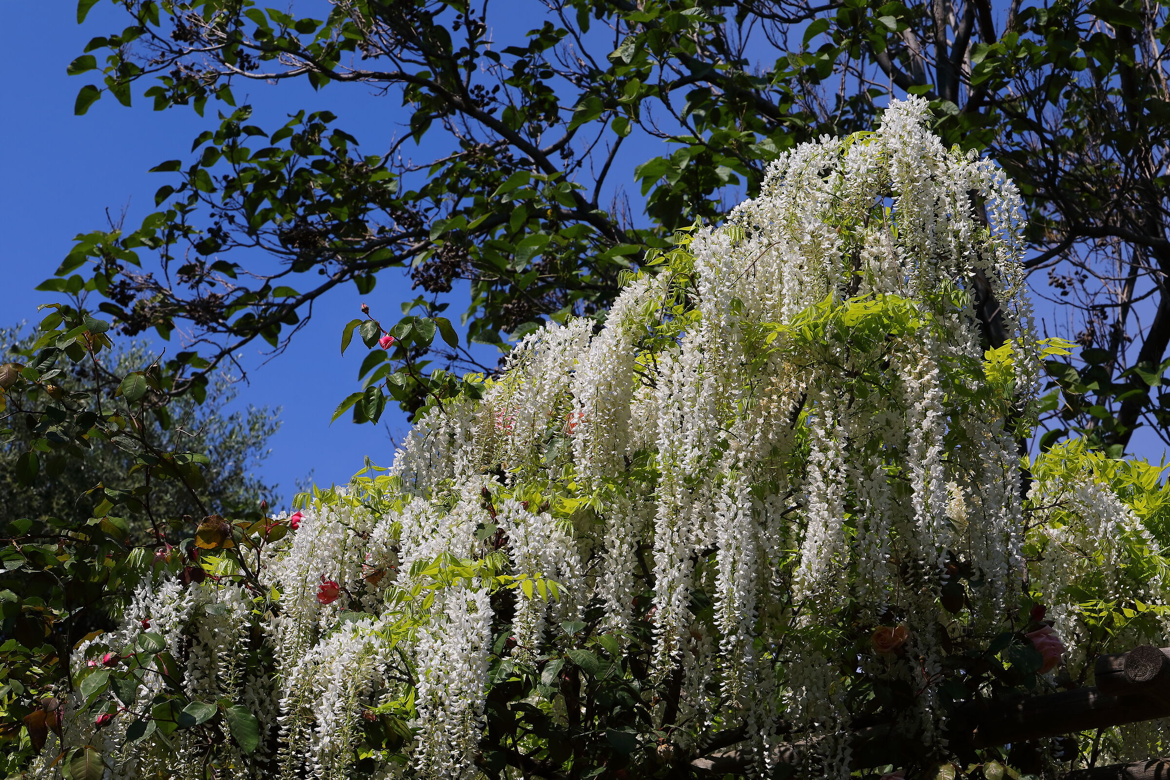 Wisteria April 20, 2026