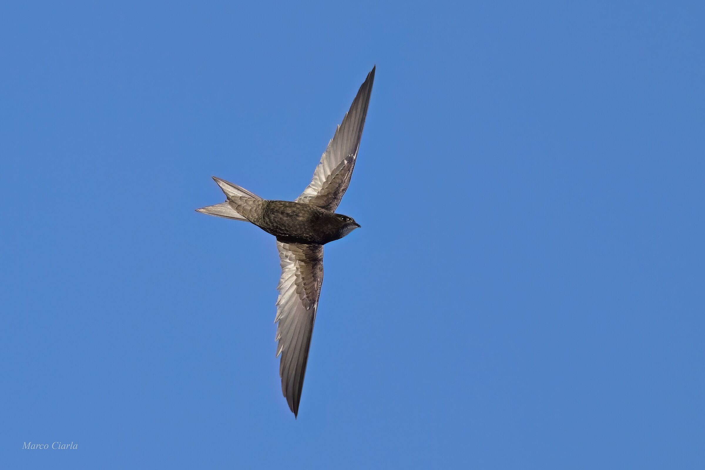 Common swift (Apus apus )