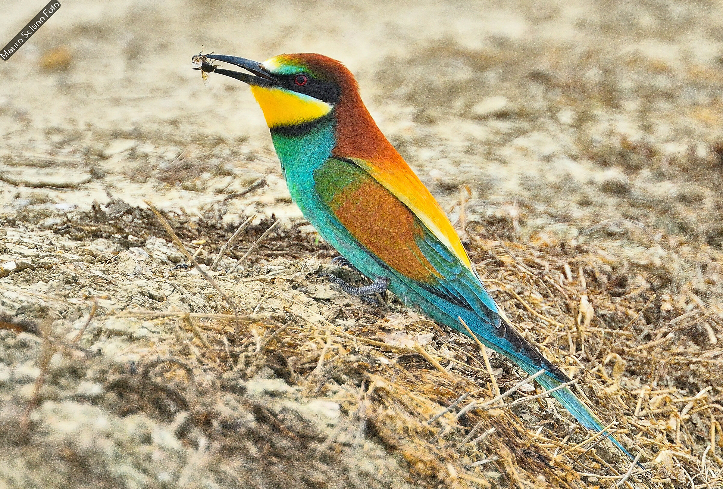Bee-eater