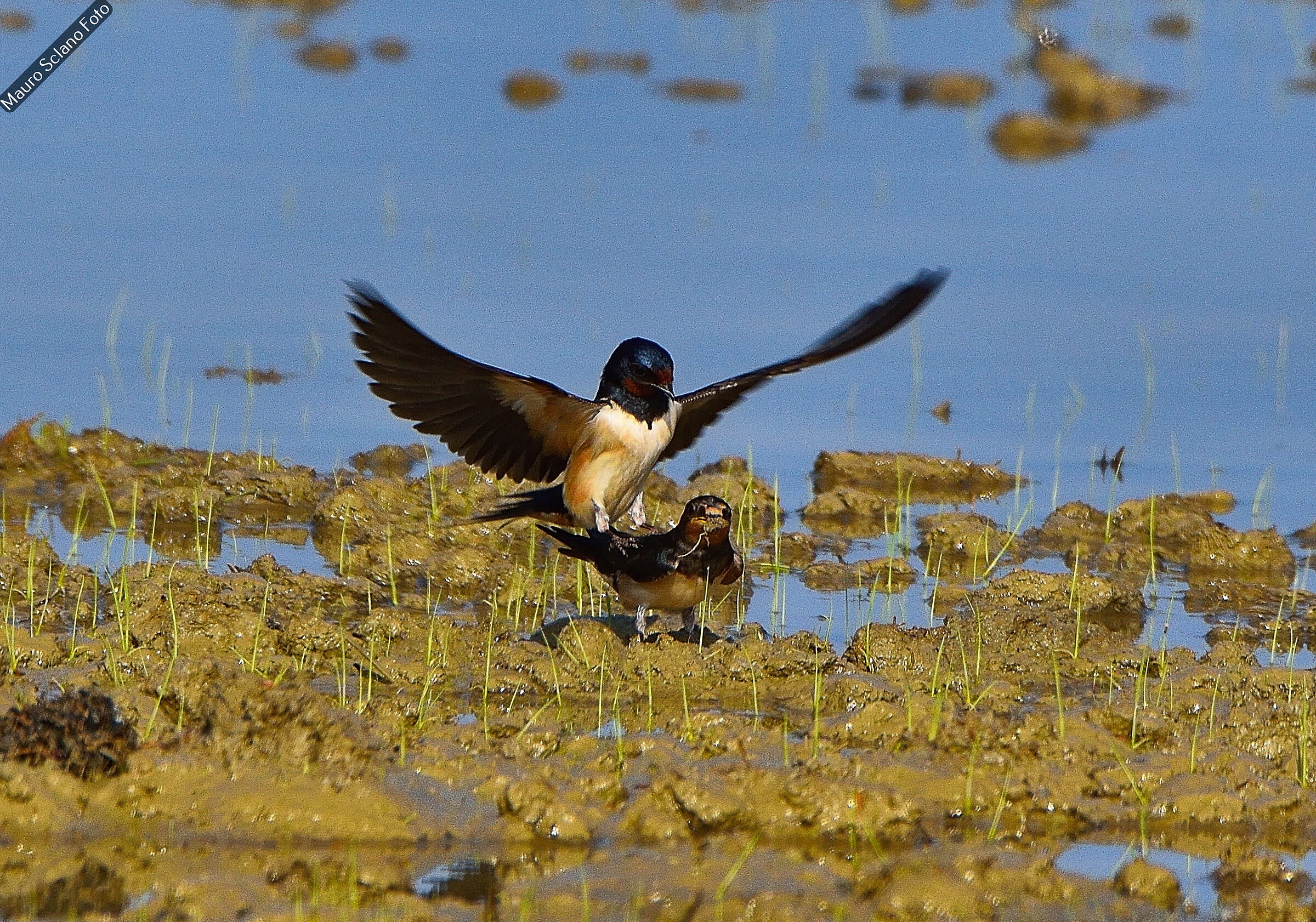 Swallows