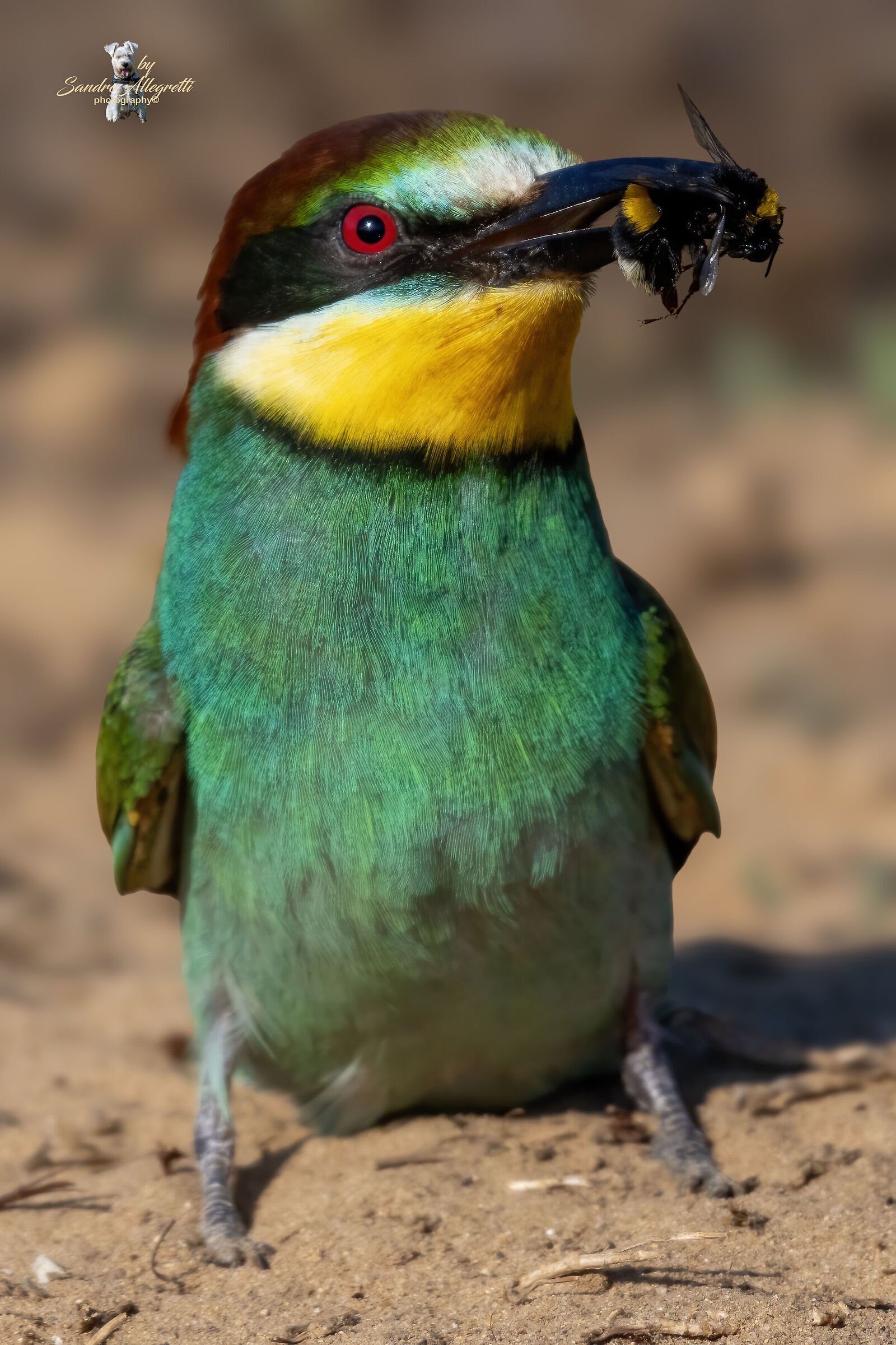 The common bee-eater (Merops apiaster)