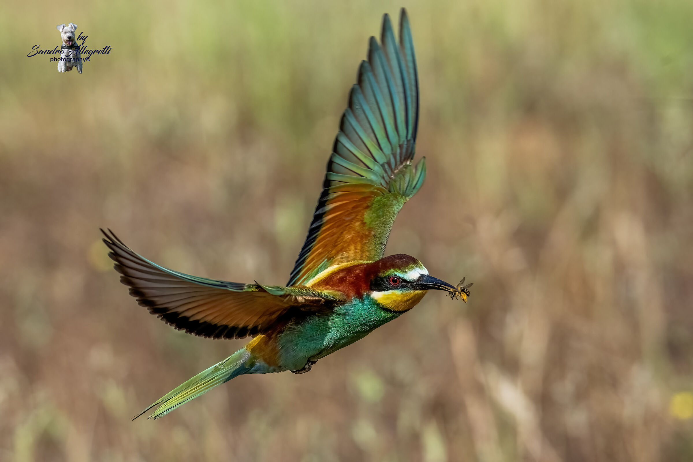 The common bee-eater (Merops apiaster)
